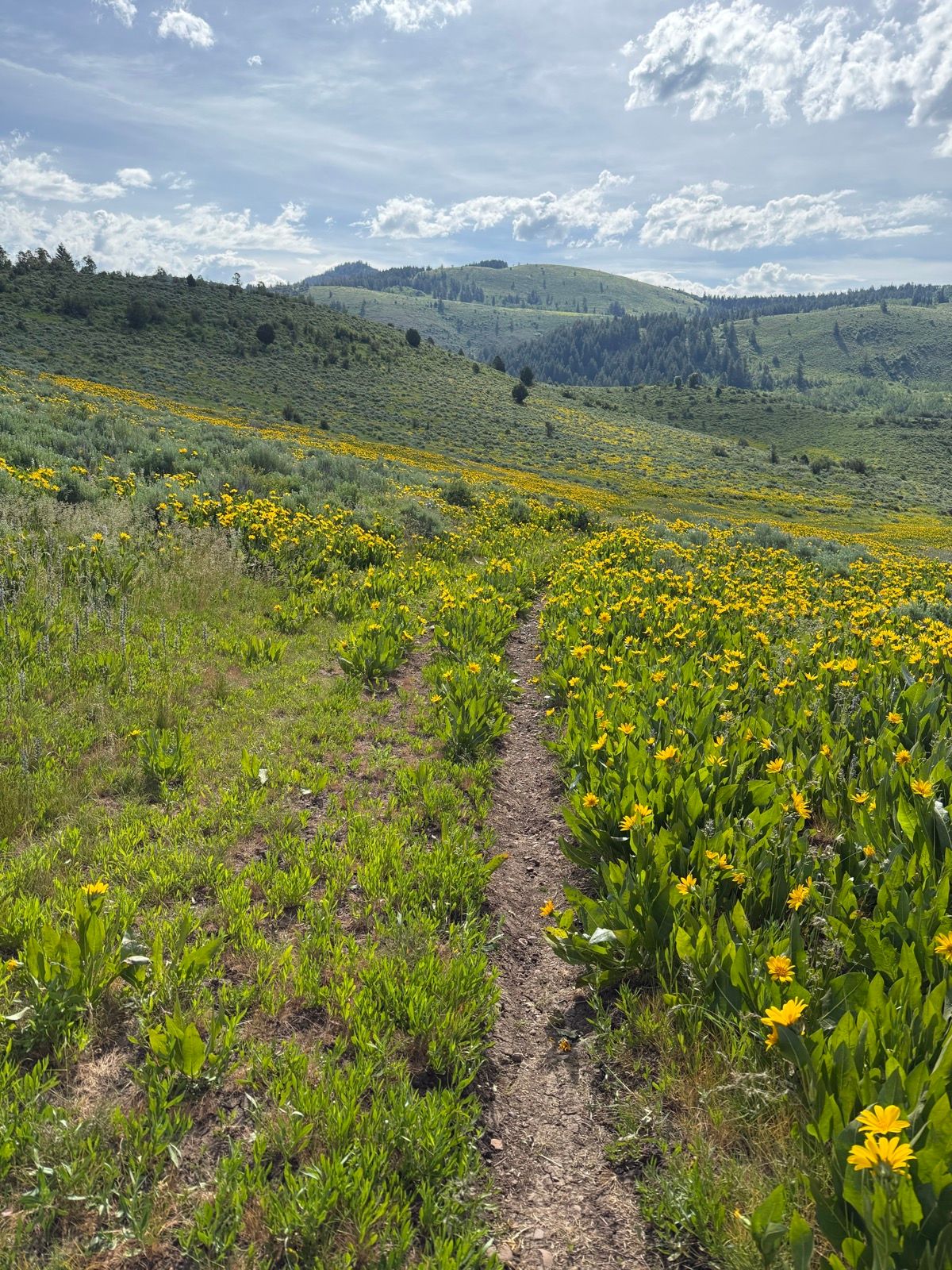 A narrow dirt path winds through a vibrant field of yellow wildflowers, surrounded by green vegetation and rolling hills under a partly cloudy sky in Wasatch, Utah.