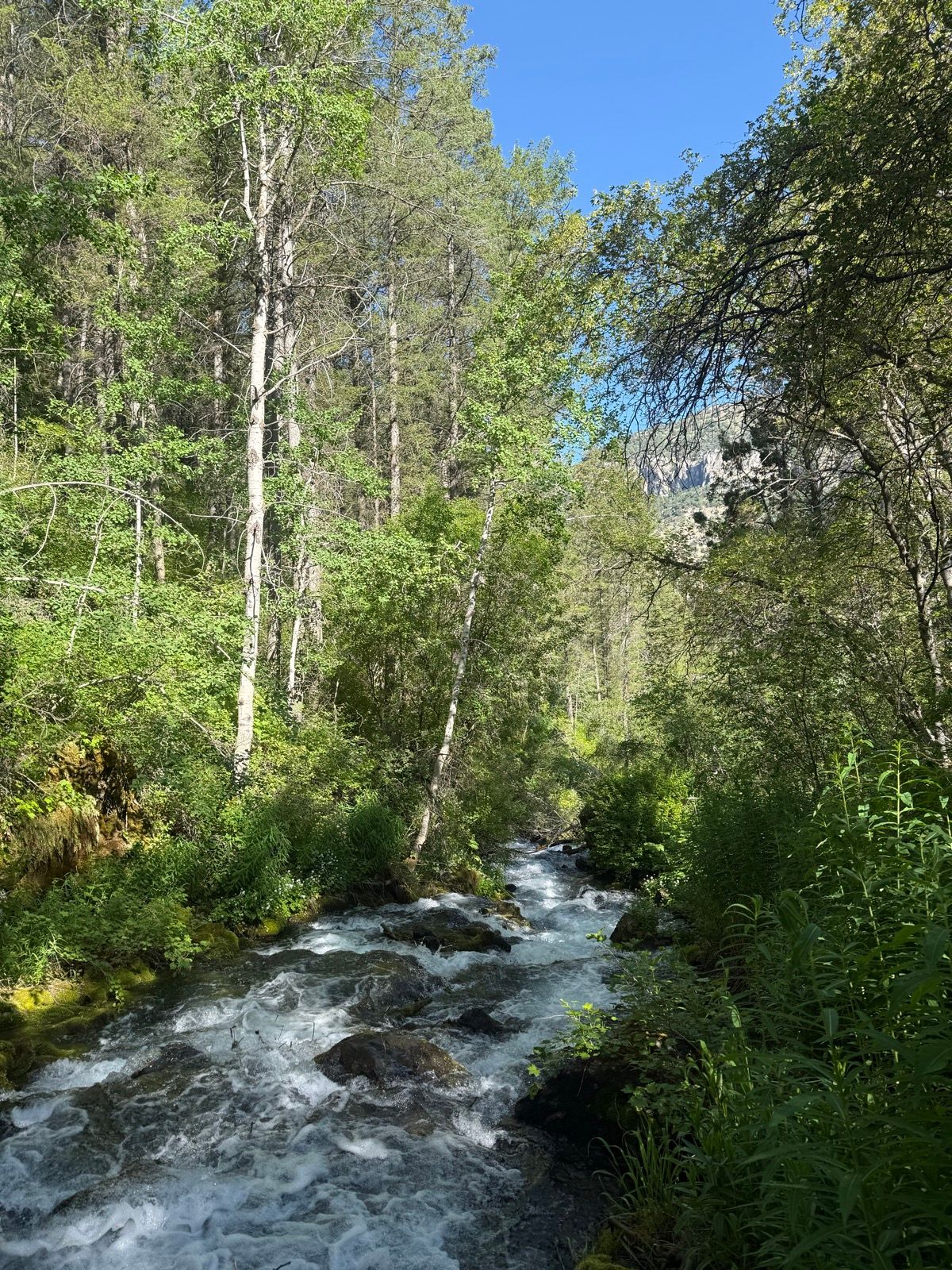 A flowing stream surrounded by lush green trees and vegetation under a clear blue sky. The scene captures the natural beauty of Paradise, Utah.