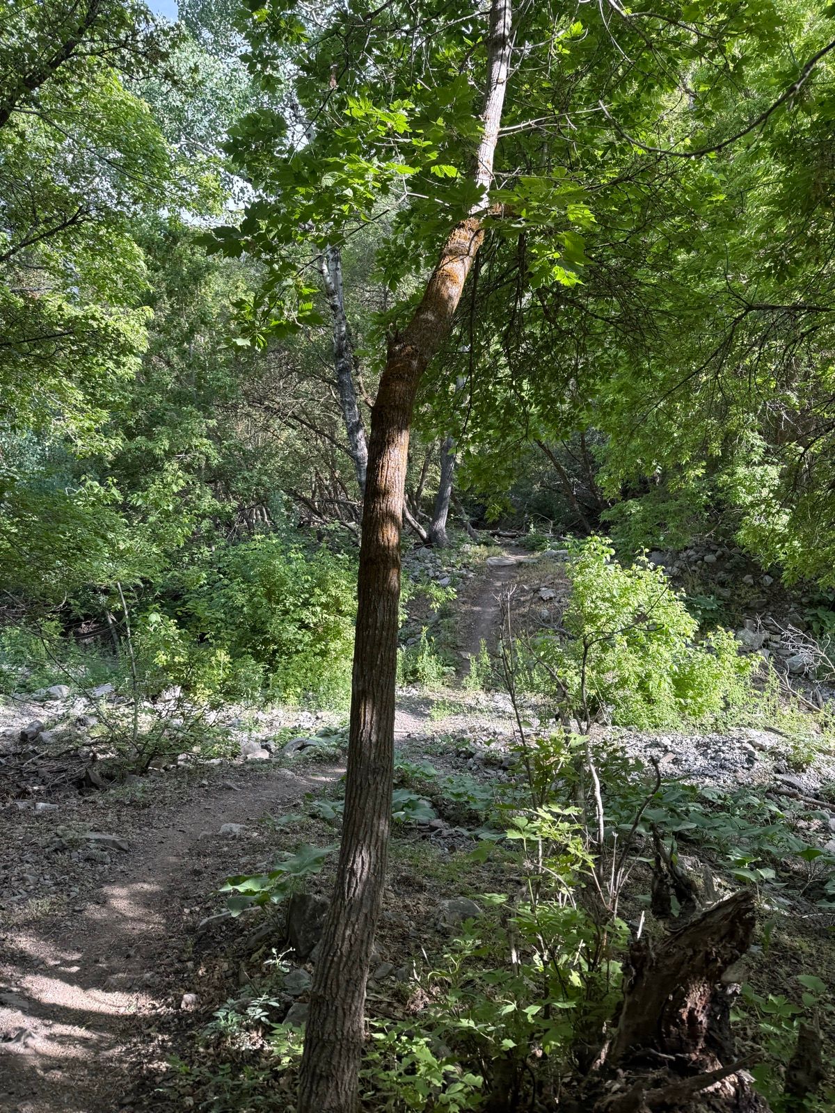 A narrow path winds through a lush green forest at Providence Canyon, Utah, featuring a tall tree with a curved trunk and abundant leafy vegetation surrounding it.