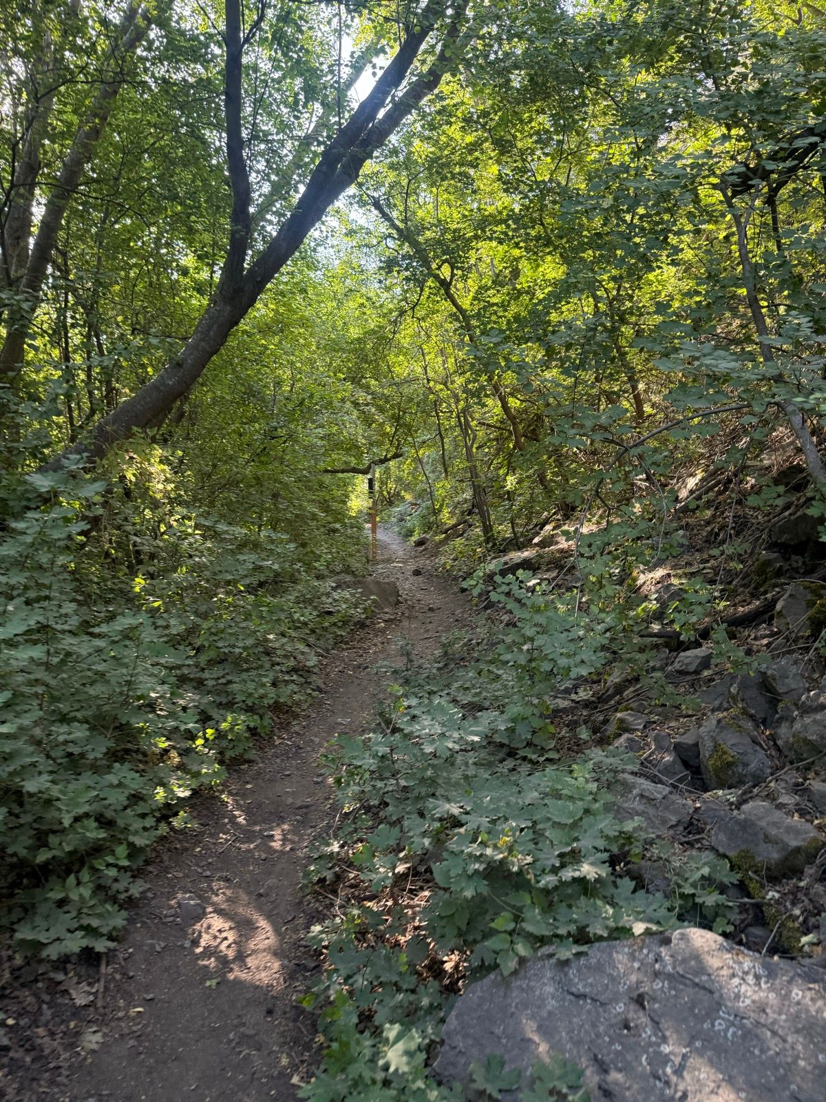 A narrow hiking trail winds through a lush green forest in Providence Canyon, Utah. Sunlight filters through the trees, illuminating the path and surrounding vegetation.