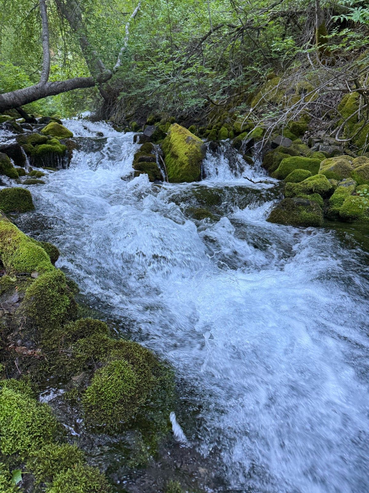 A clear stream of water flows over moss-covered rocks, surrounded by lush greenery in Providence, Utah. The scene captures the natural beauty of the landscape, with the sunlight filtering through the trees.