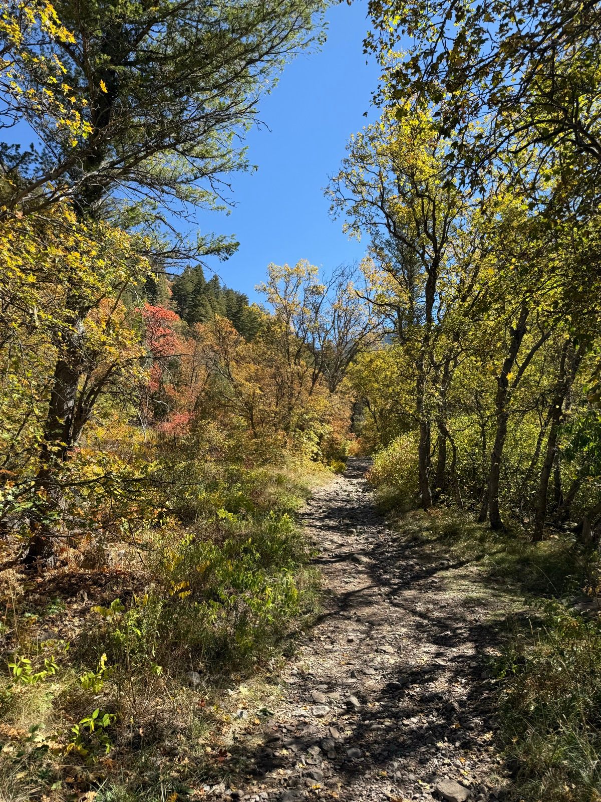 A dirt trail winds through a vibrant forest in Paradise, Utah, featuring trees with yellow and orange leaves under a clear blue sky.
