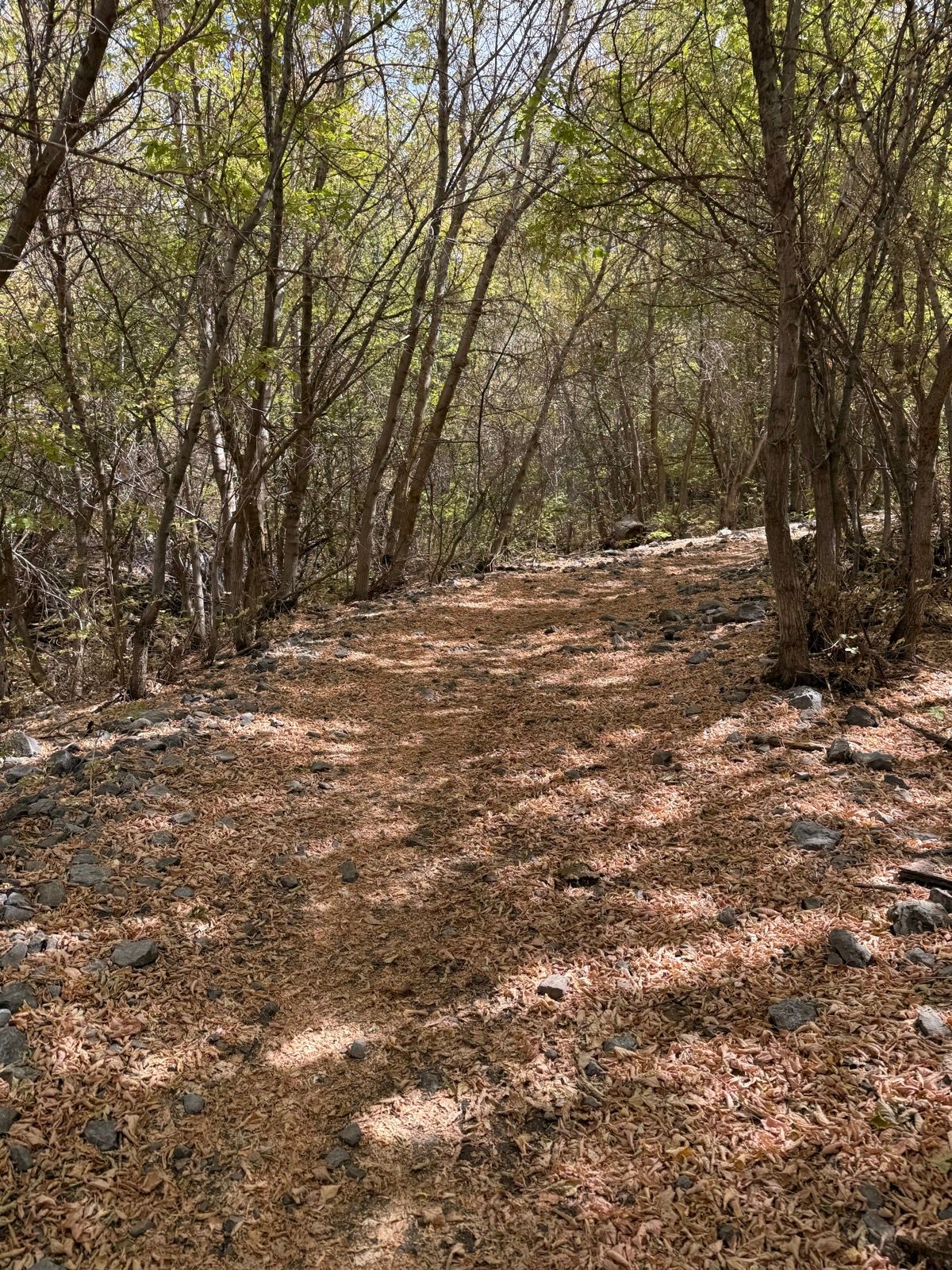 A narrow trail covered with fallen leaves and small rocks, surrounded by trees with green foliage, in Providence Canyon, Utah.