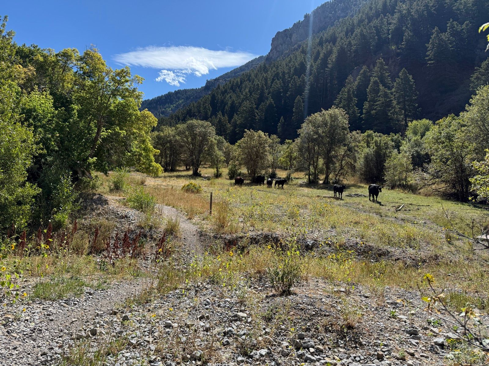 A gravel path winds through a grassy meadow surrounded by trees in Providence Canyon, Utah. Several cows are grazing in the background, set against a backdrop of mountains and a clear blue sky with a few clouds.