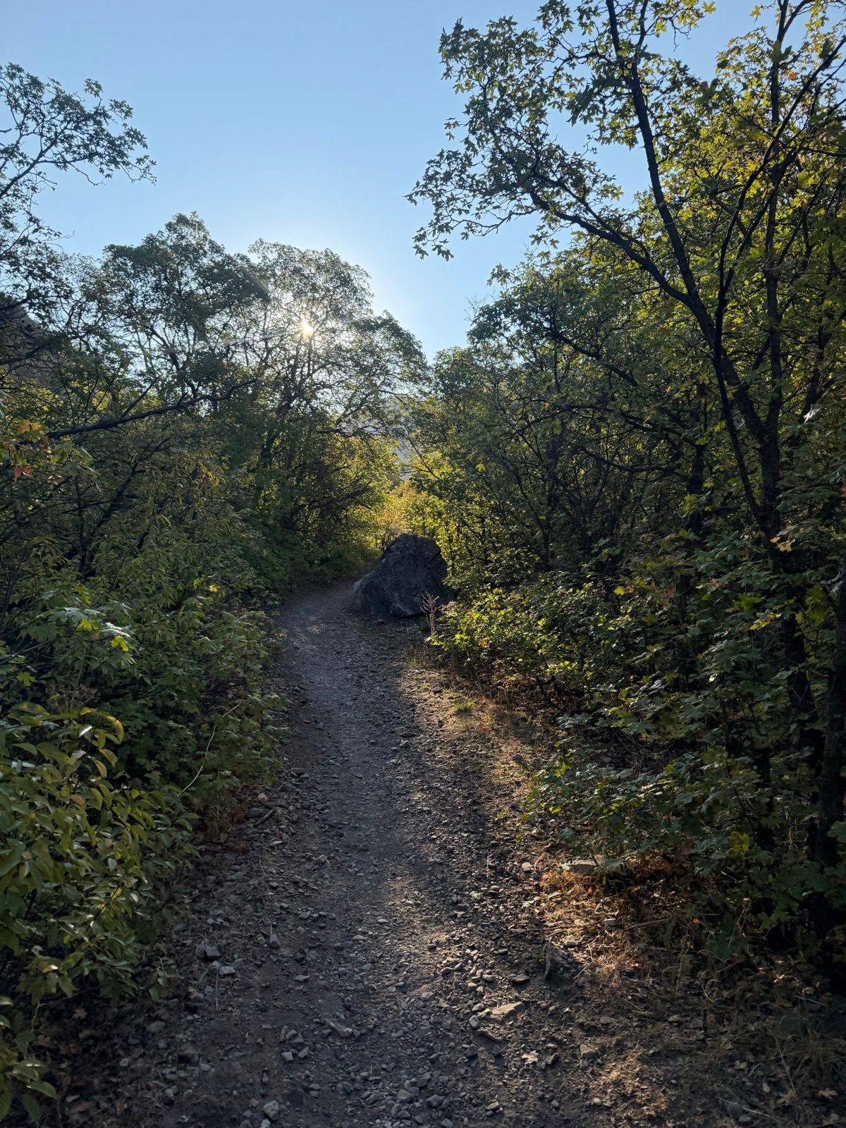 A narrow dirt path winds through a lush green forest with trees on either side, sunlight filtering through the leaves. A large rock is visible on the path, and the sky above is clear and blue.
