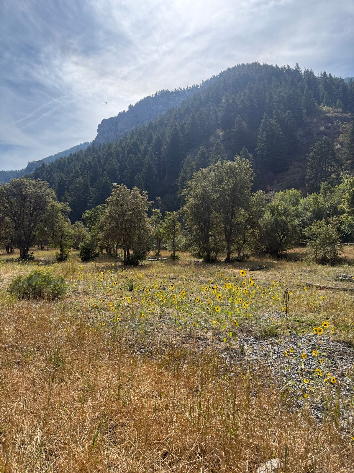 A scenic view of Providence Canyon, Utah, featuring a field with blooming sunflowers in the foreground and a backdrop of green pine-covered mountains under a partly cloudy sky.