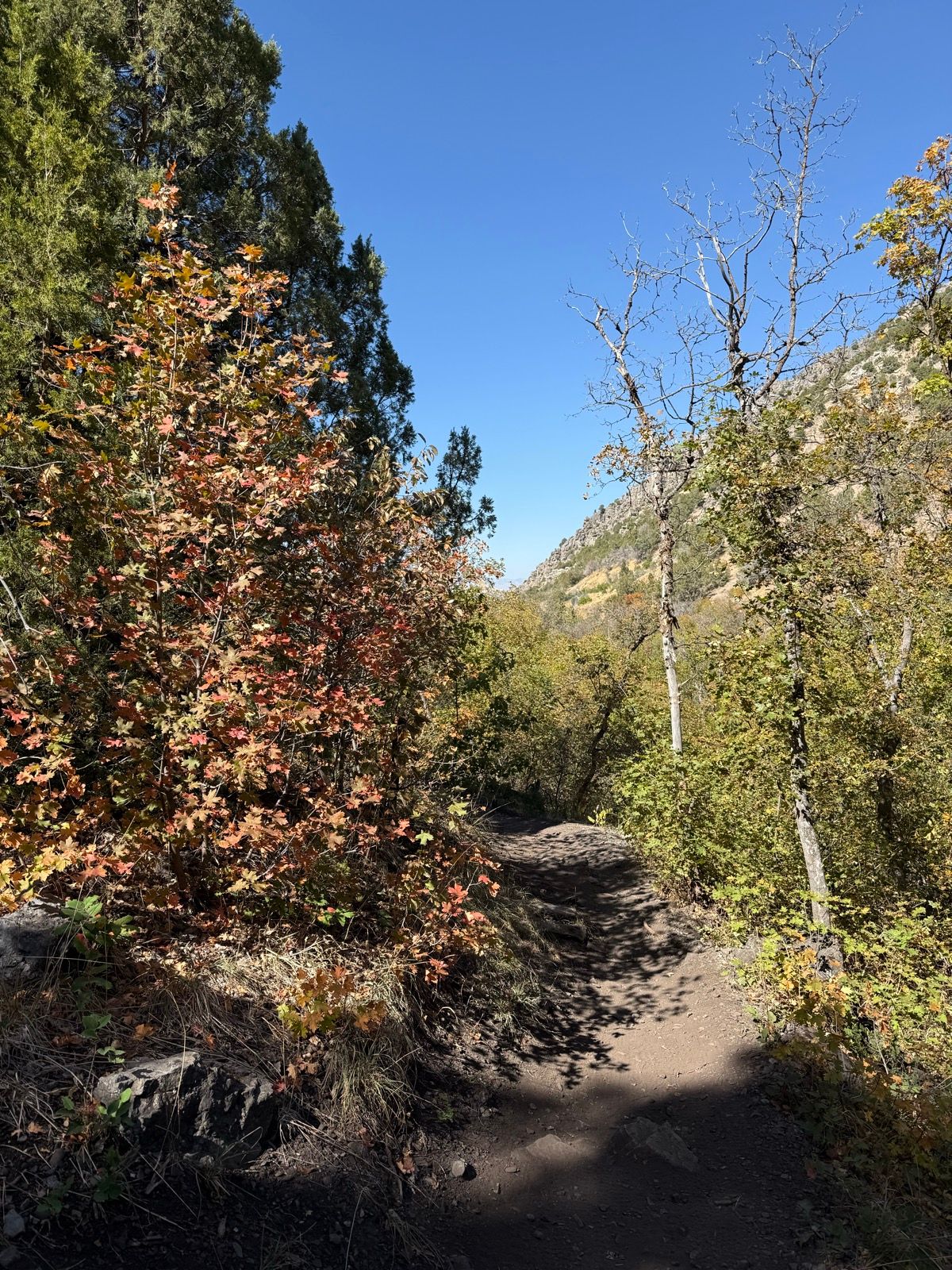 A dirt path winds through a colorful landscape of trees with autumn leaves in shades of orange and yellow, leading towards a clear blue sky and rocky hills in the background.