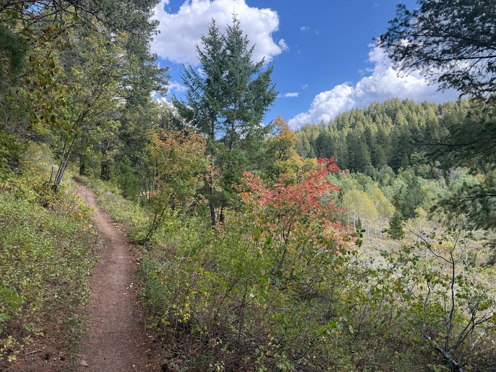 A dirt trail winds through a forested area with green foliage and patches of autumn-colored leaves. The sky is partly cloudy, and hills lined with trees are visible in the background.