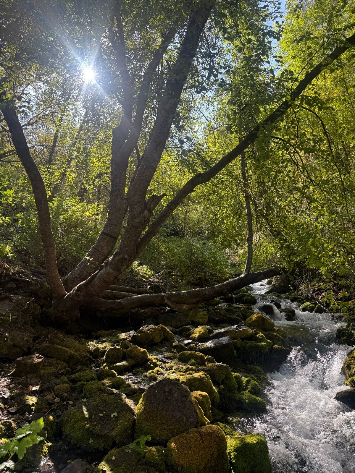 A sunlit scene in Providence, Utah, featuring a serene stream surrounded by lush greenery and moss-covered rocks. Tall trees provide shade, and sunlight filters through the leaves, creating a peaceful, natural atmosphere.