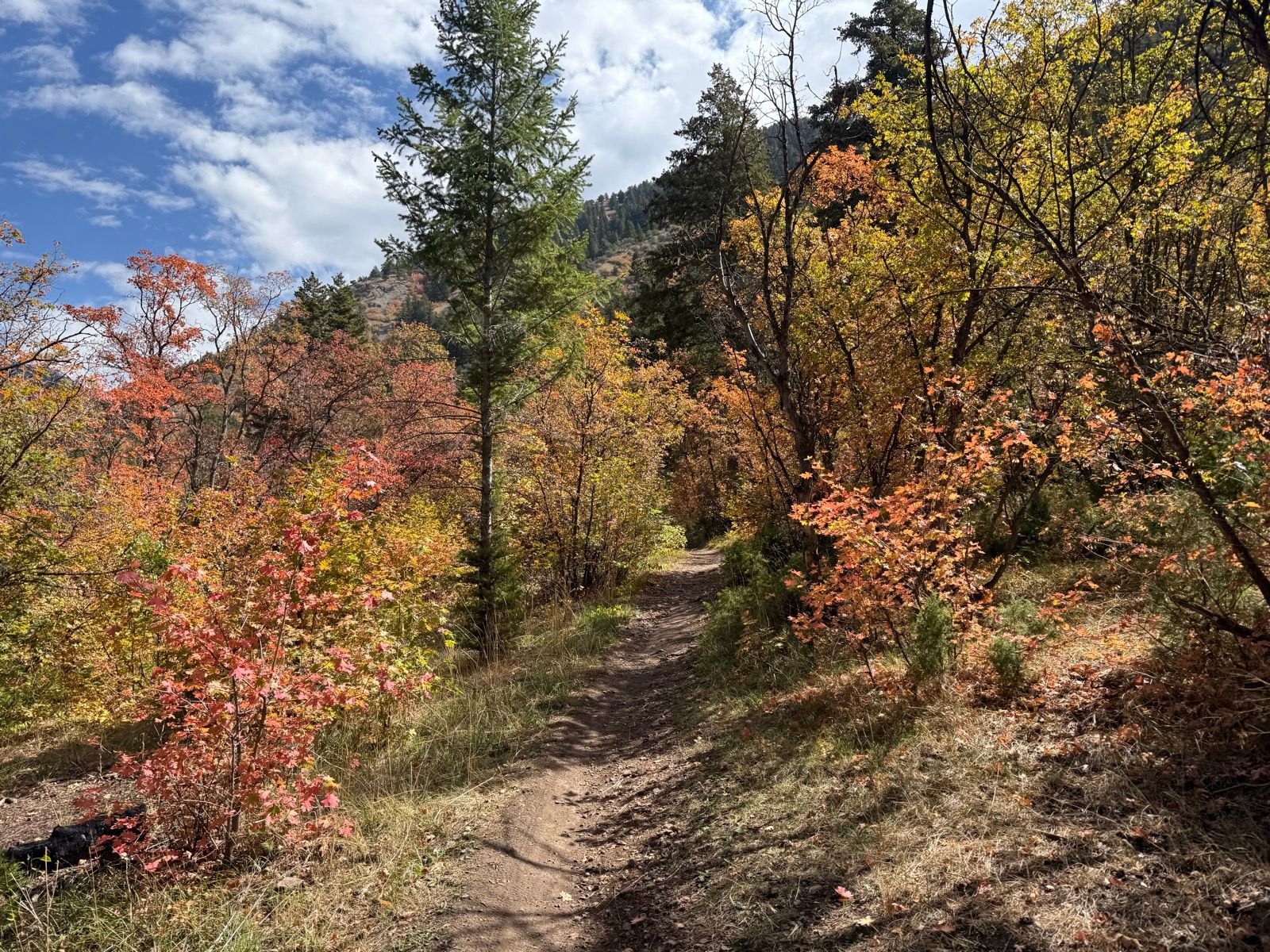 A winding dirt path runs through a forested area with trees displaying vibrant autumn colors, including shades of orange and yellow. The sky is partly cloudy, and hills are visible in the background at Providence Canyon, Utah.