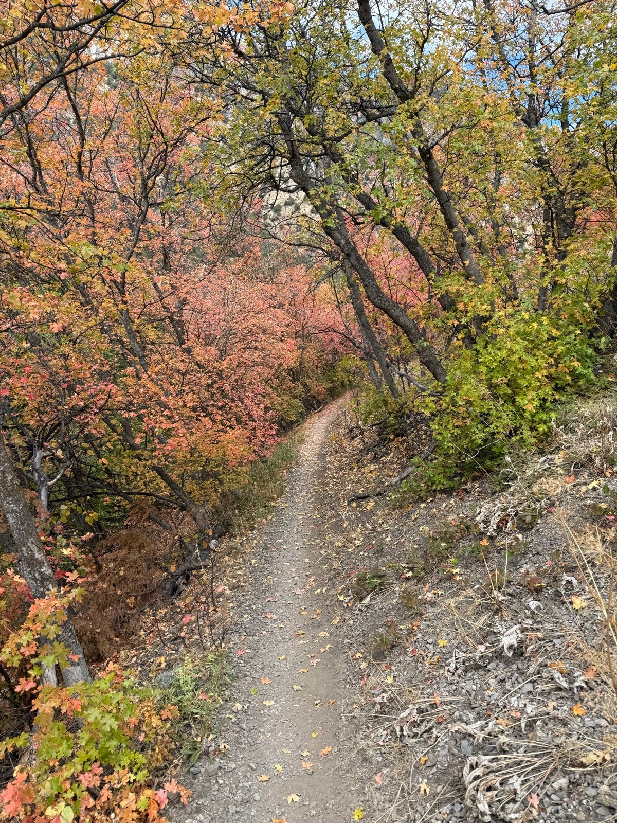 A narrow dirt path winds through a forest filled with trees displaying autumn colors, including shades of orange, yellow, and green. The ground is scattered with fallen leaves, and the scene is set in Paradise, Utah.