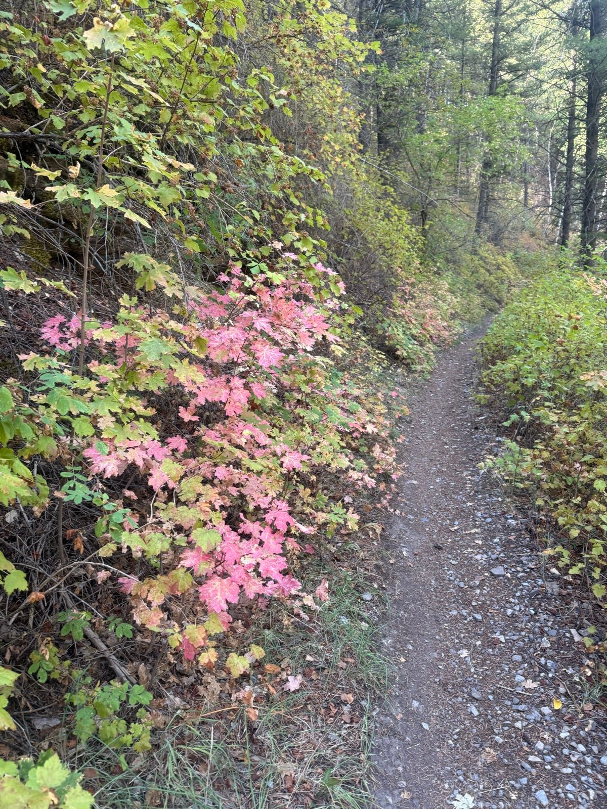 A narrow dirt trail surrounded by colorful foliage, including vibrant pink and green leaves, in a wooded area of Paradise, Utah.