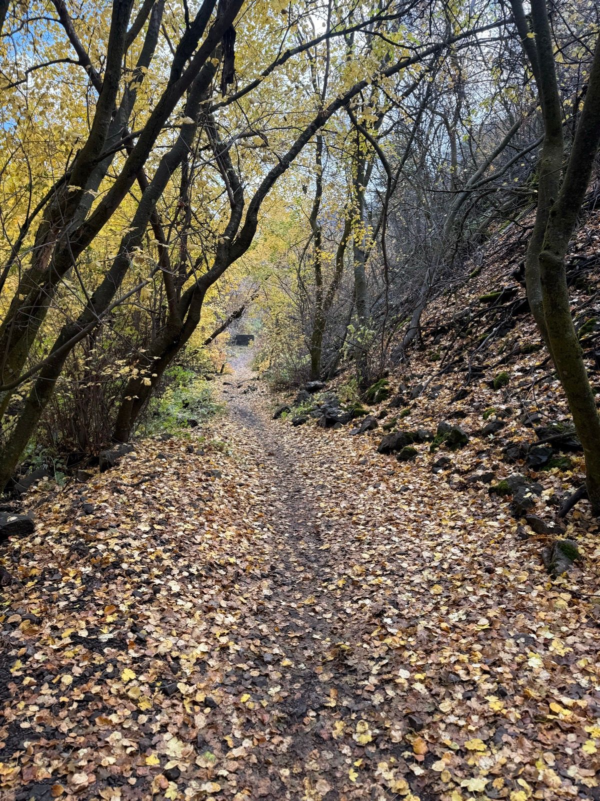 A winding dirt path covered with fallen yellow and brown leaves, flanked by trees in autumn foliage, in Providence Canyon, Utah.
