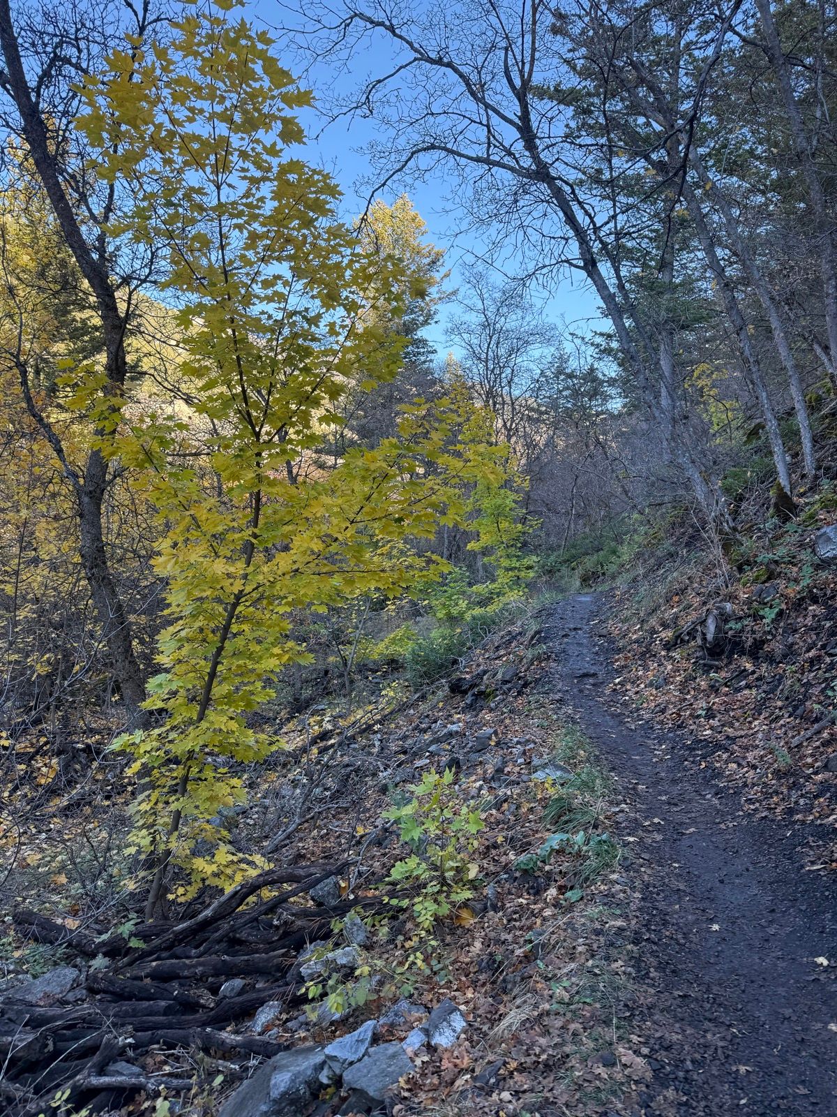 A narrow dirt trail winds through Providence Canyon, Utah, flanked by trees with bright yellow leaves and bare branches. The ground is covered with fallen leaves and small rocks, set against a clear blue sky.
