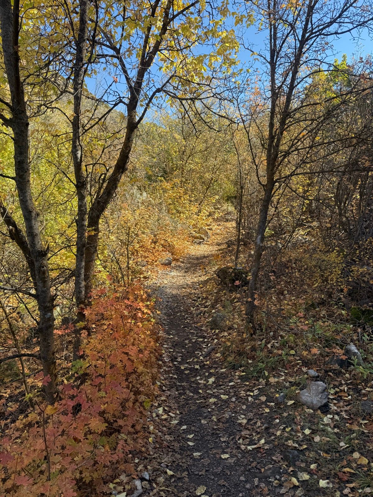 A narrow, winding dirt path through a forest in Providence Canyon, Utah, surrounded by trees displaying autumn foliage in shades of yellow, orange, and red. The sky is clear and blue. Leaves cover the ground along the trail.