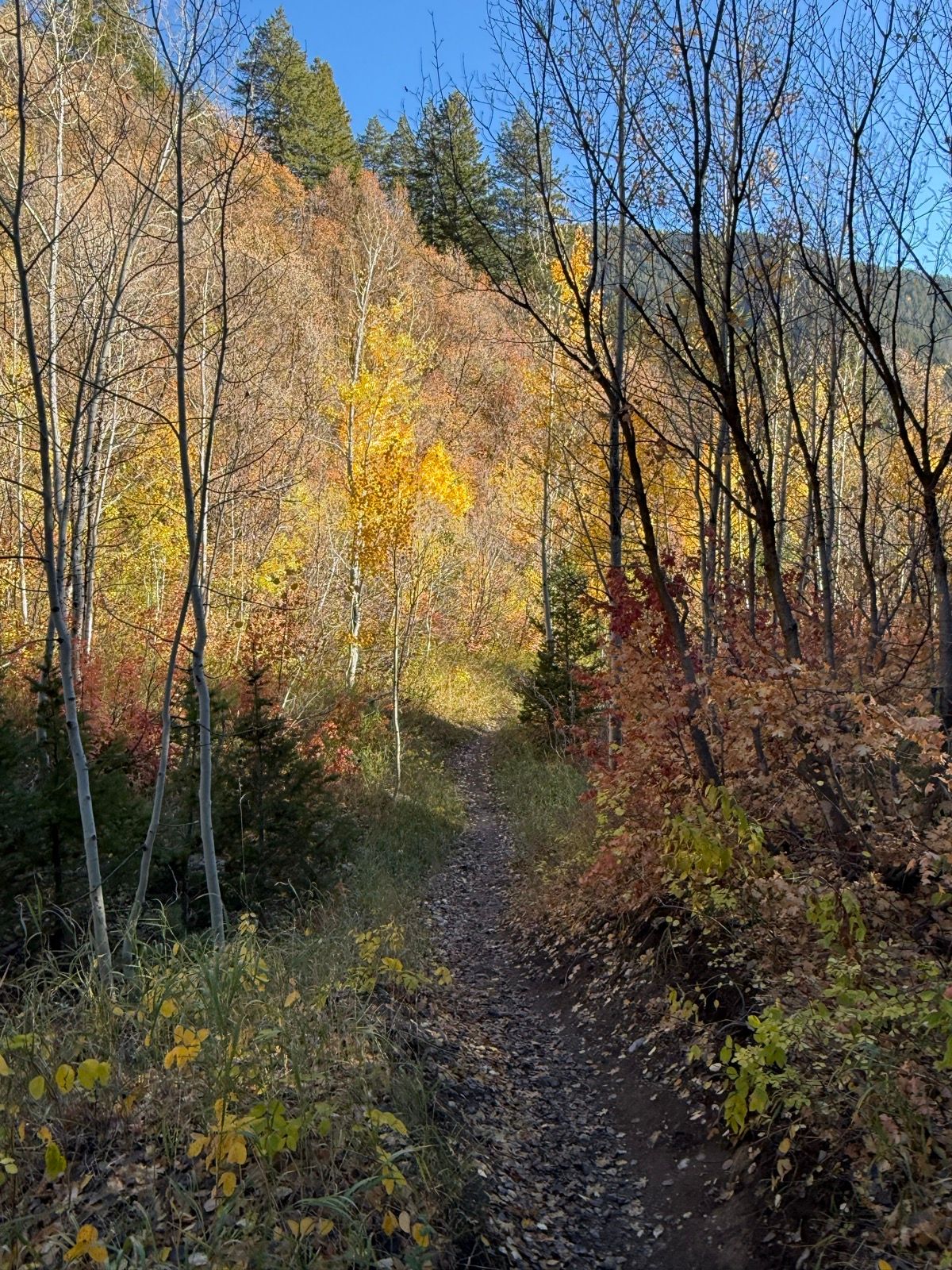 A narrow dirt path winds through a forest in Green Canyon, Utah, surrounded by trees displaying vibrant autumn colors, including yellows and oranges, against a clear blue sky.