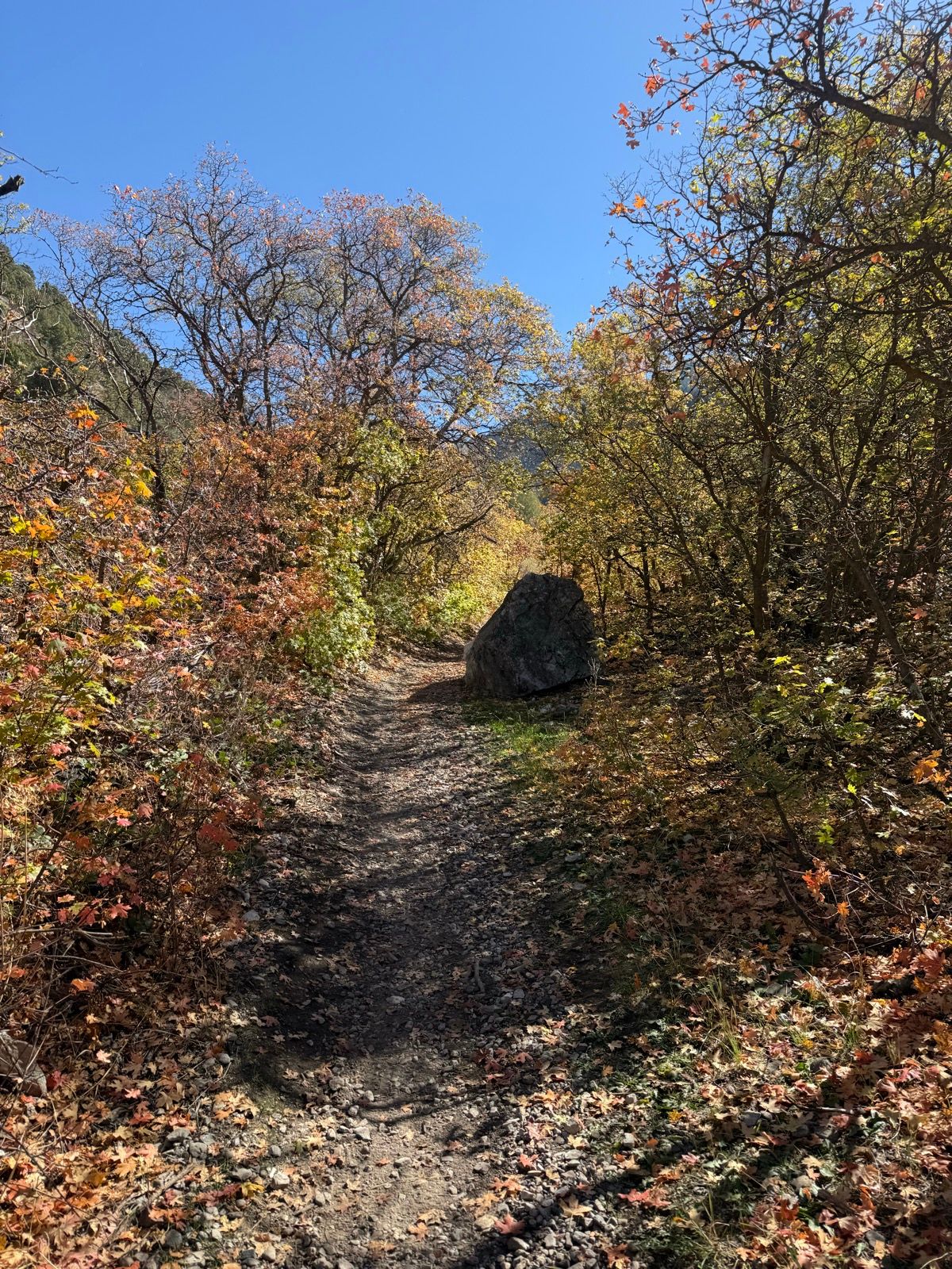 A dirt path through trees with colorful autumn foliage, leading into a canyon at Providence Canyon, Utah. A large rock is visible along the side of the trail under a clear blue sky.