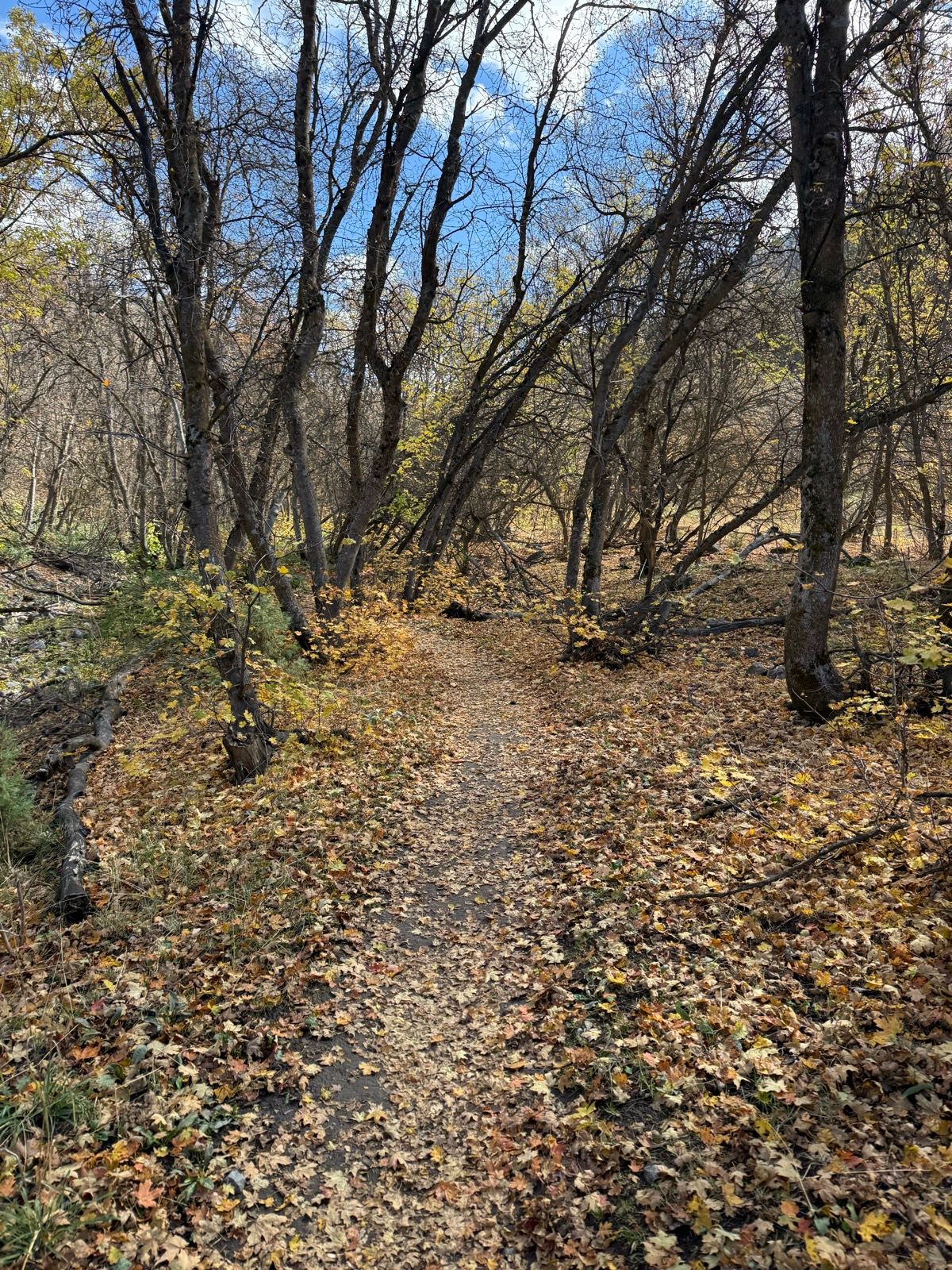 A dirt path winds through a forest in Providence Canyon, Utah, surrounded by trees with bare branches and patches of yellow and brown fallen leaves covering the ground. The sky is partly cloudy.