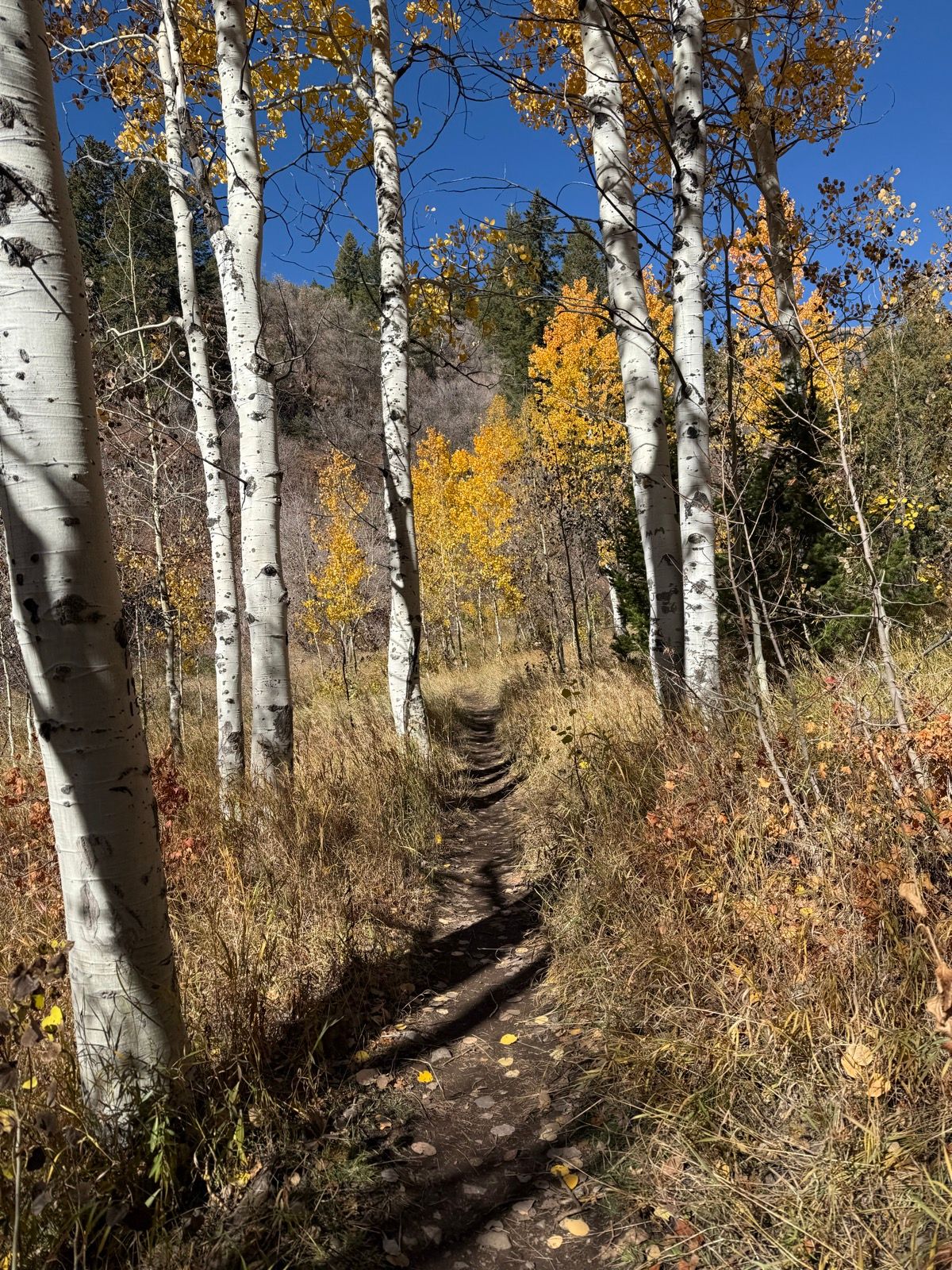 A dirt path winding through a grove of white aspen trees, with golden autumn leaves in Green Canyon, Utah. The sky is clear and blue, and the surrounding foliage shows shades of yellow and orange.