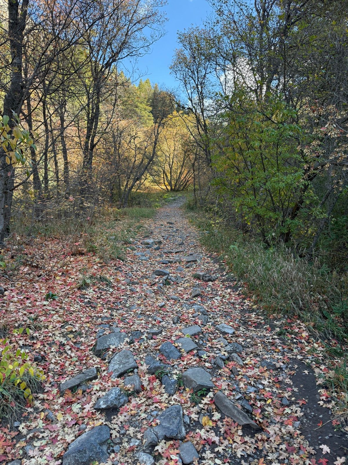 A winding rocky path is surrounded by trees in autumn foliage, with fallen leaves in shades of red and yellow covering the ground. The scene is set in Providence, Utah, under a clear blue sky.