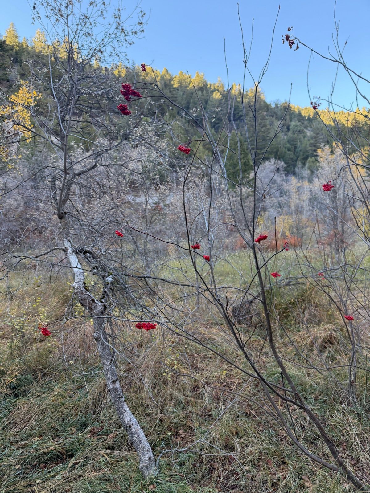 A close-up view of a bare tree branch with clusters of red berries, set against a backdrop of greenery and distant hillside in Green Canyon, Utah.
