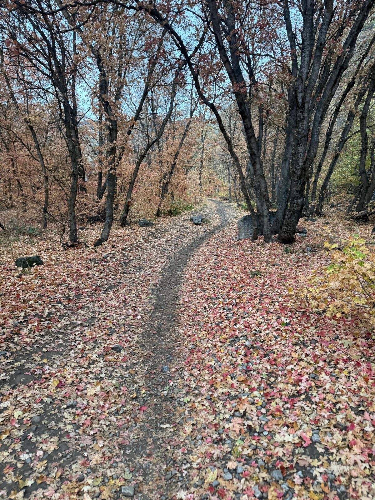 A winding dirt path through a forest in Green Canyon, Utah, covered with colorful fallen leaves in shades of red, orange, and yellow. Trees with bare branches line the sides of the path.