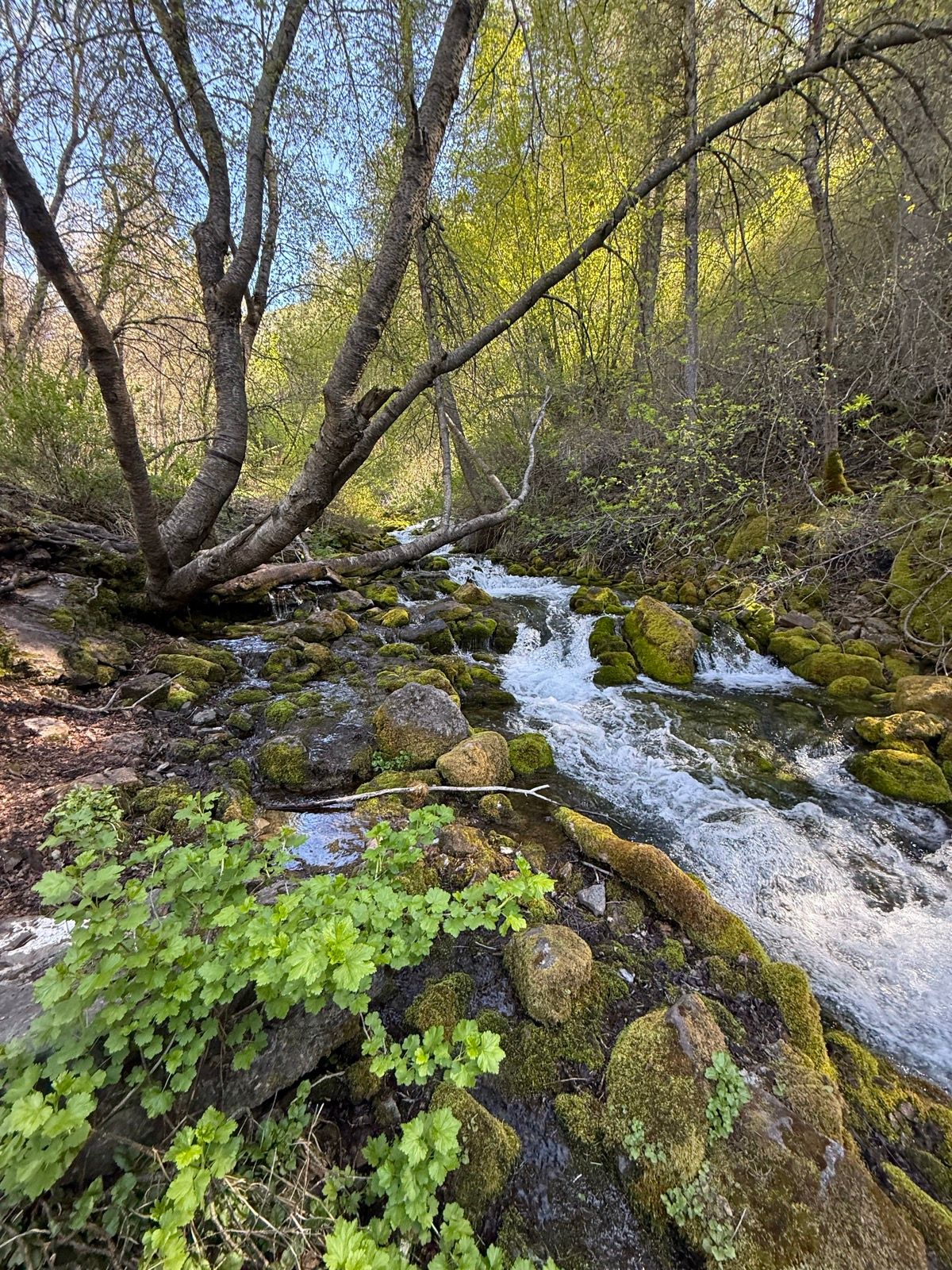 A flowing creek surrounded by green vegetation and moss-covered rocks in Providence, Utah. Trees with budding leaves are in the background under a clear blue sky.