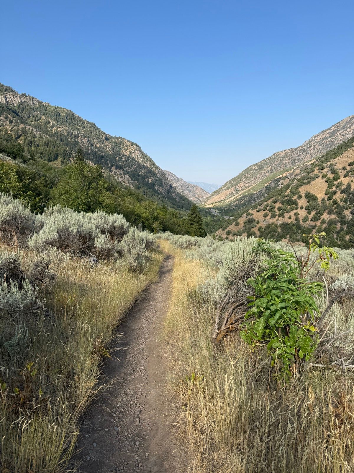 A dirt path winds through grass and shrubs in a mountainous landscape on a clear day in Paradise, Utah. The path is flanked by green vegetation and leads into a valley surrounded by hills.