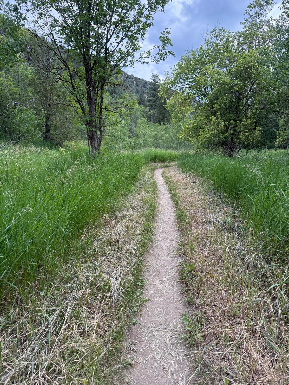 A narrow dirt path winds through lush green grass and trees in Green Canyon, Utah, under a cloudy sky.