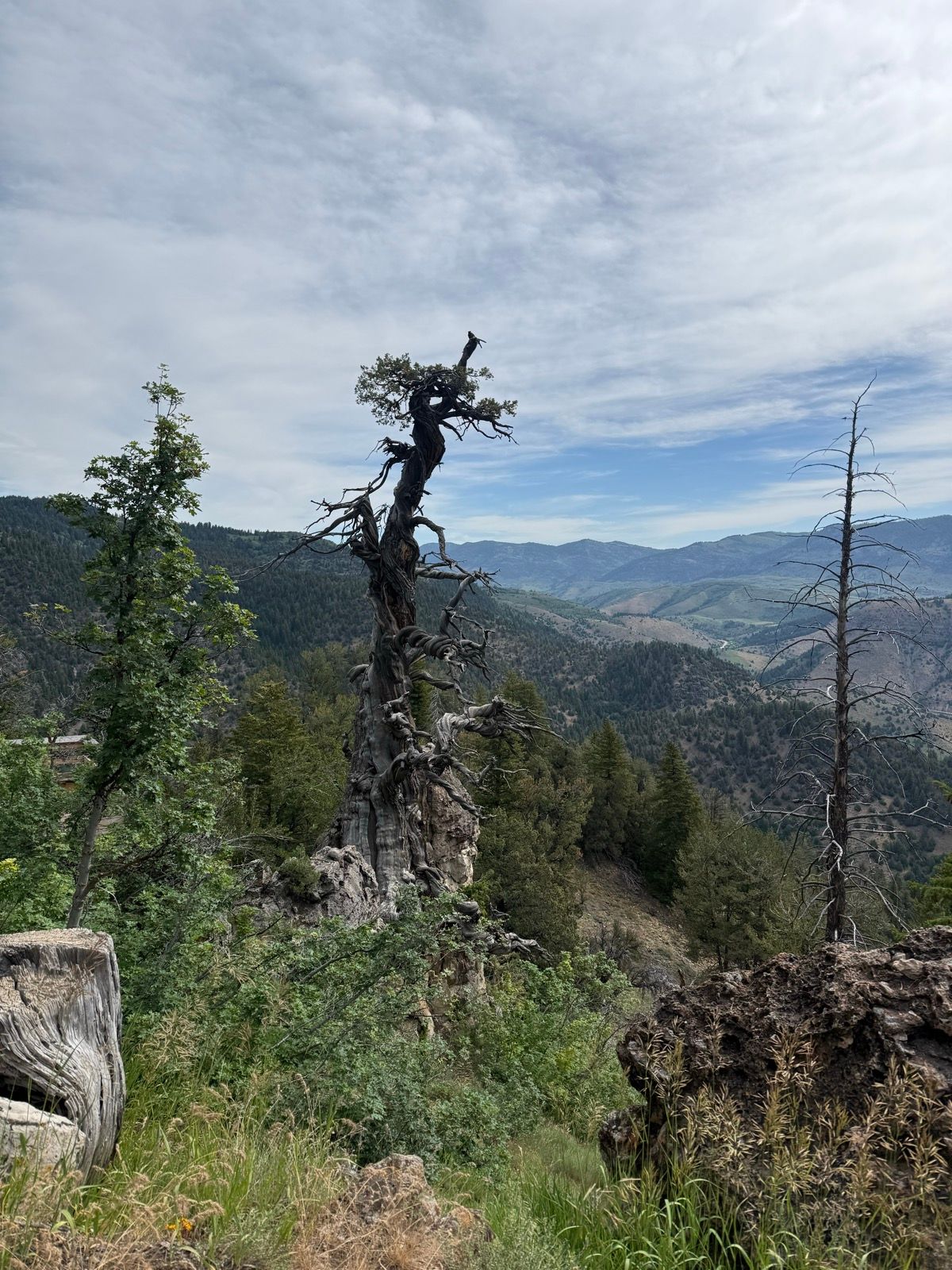 A twisted, ancient tree stands on a hillside at Jardine Juniper Trail, surrounded by green vegetation and mountains in the background under a cloudy sky.