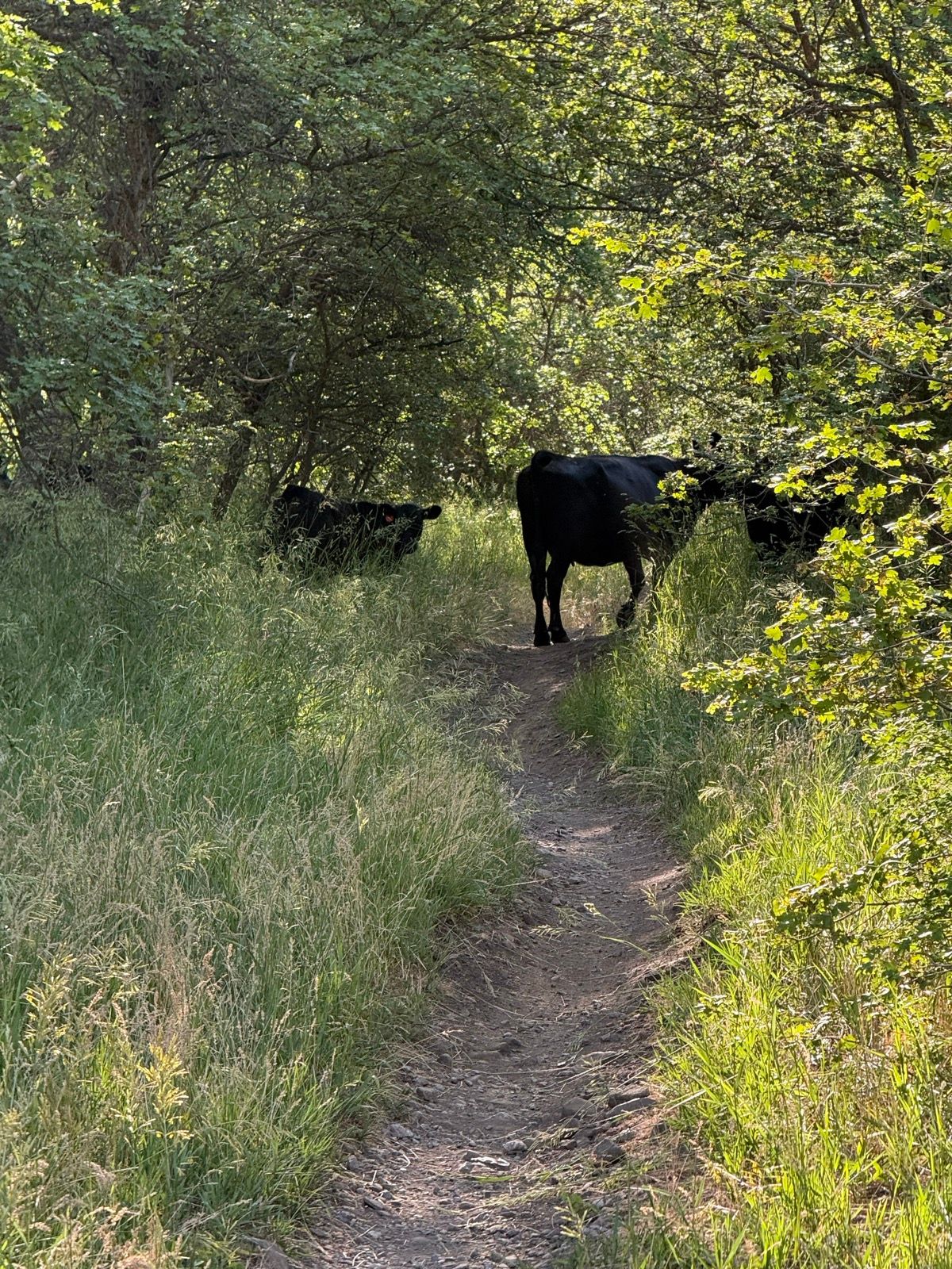 A dirt path surrounded by tall grass and trees in Providence Canyon, Utah, with a few black cows standing near the trail.