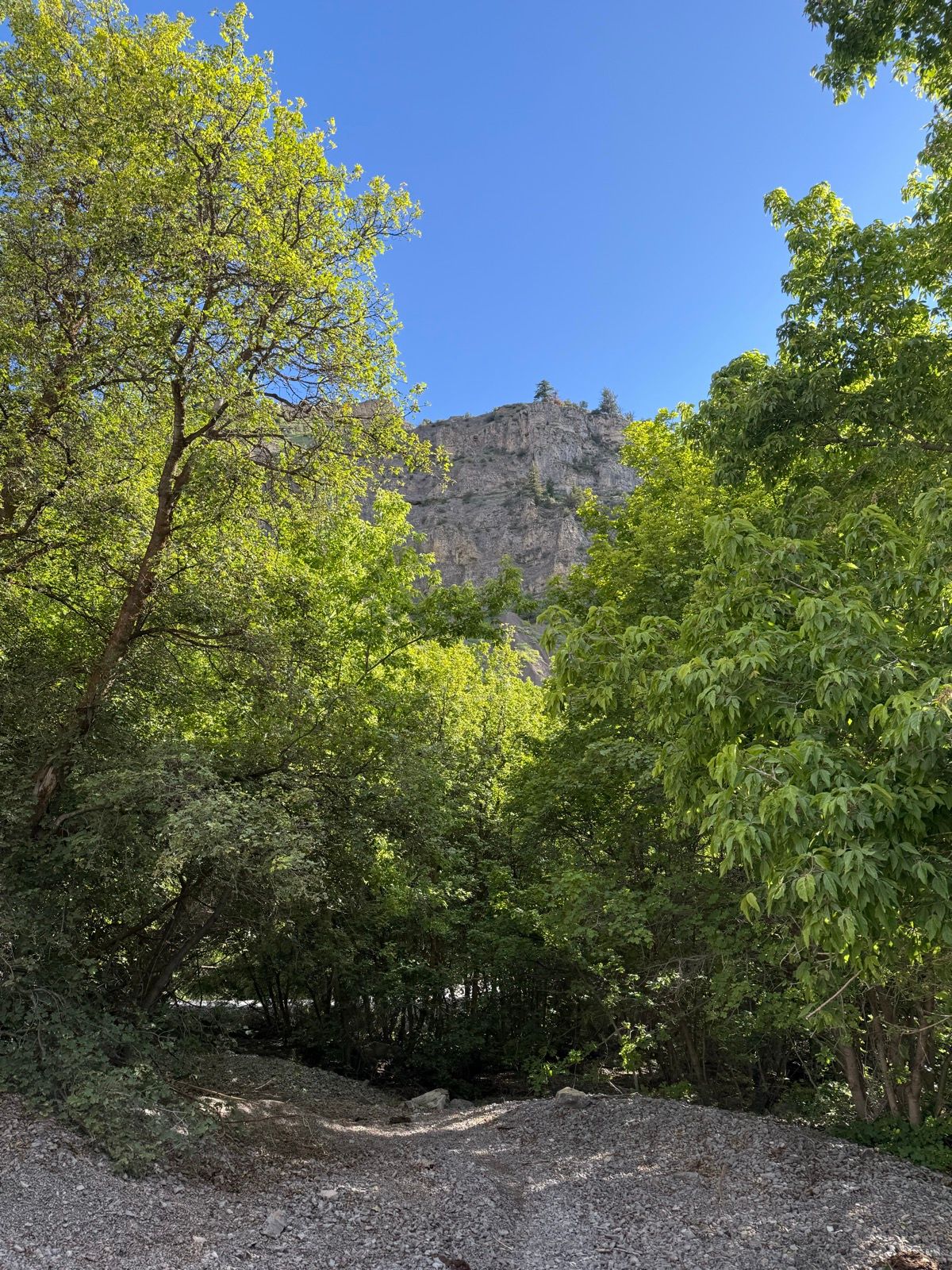 A view of Providence Canyon in Utah, featuring lush green trees in the foreground and a rocky cliff in the background under a clear blue sky.