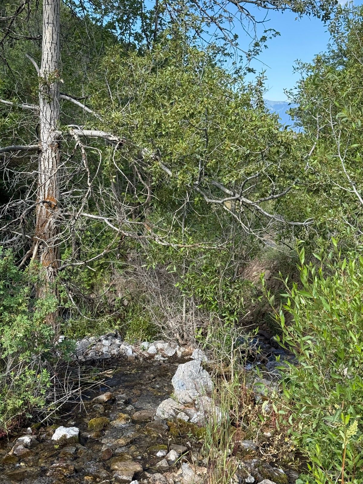 A small stream flows through a lush green area in Providence Canyon, Utah, surrounded by trees and shrubs. Rocks line the streambed, and the sun shines through the leaves, creating a serene natural setting.