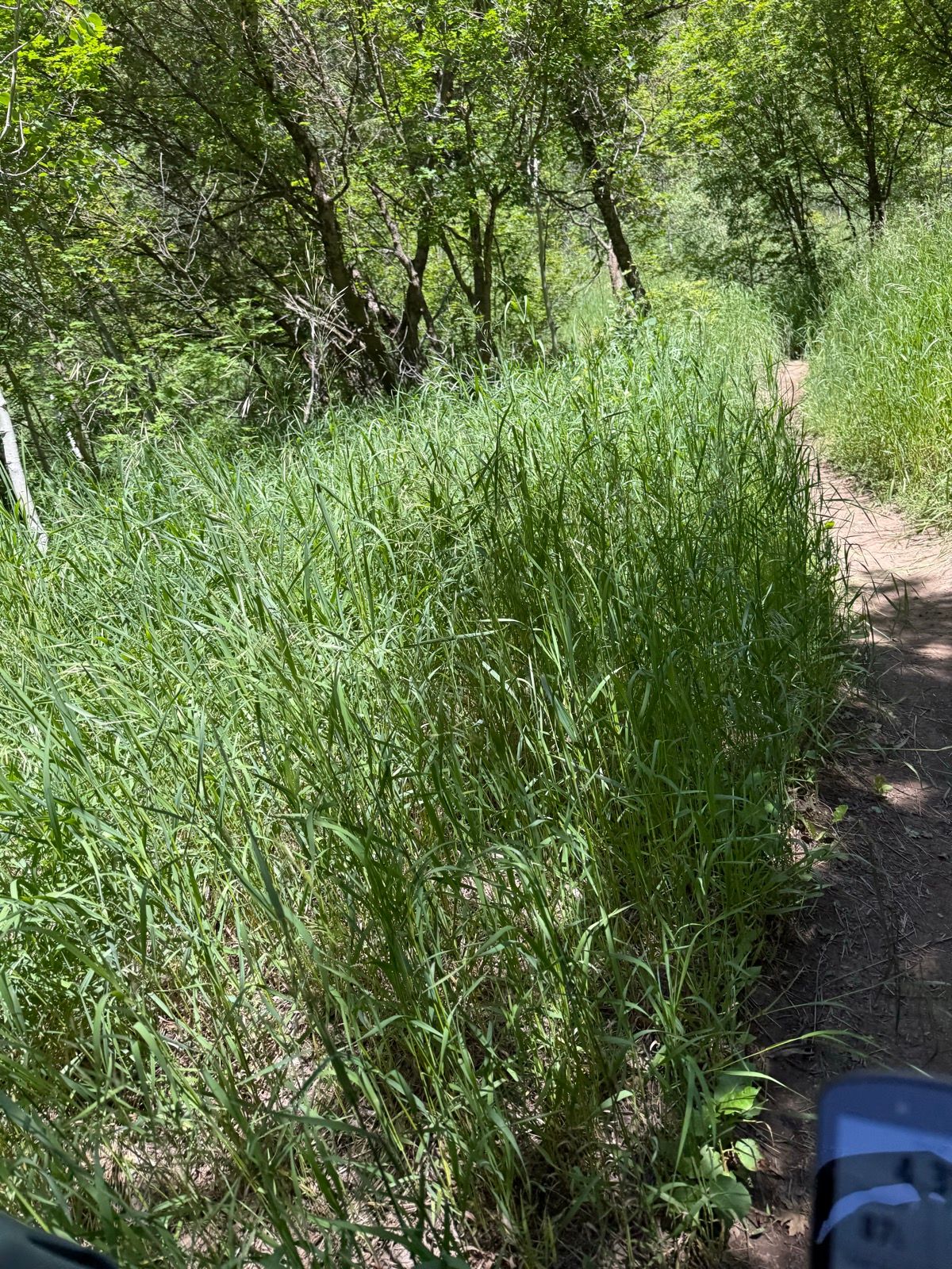 A narrow dirt path winds through tall green grass and trees in Green Canyon, Utah, on a sunny day.