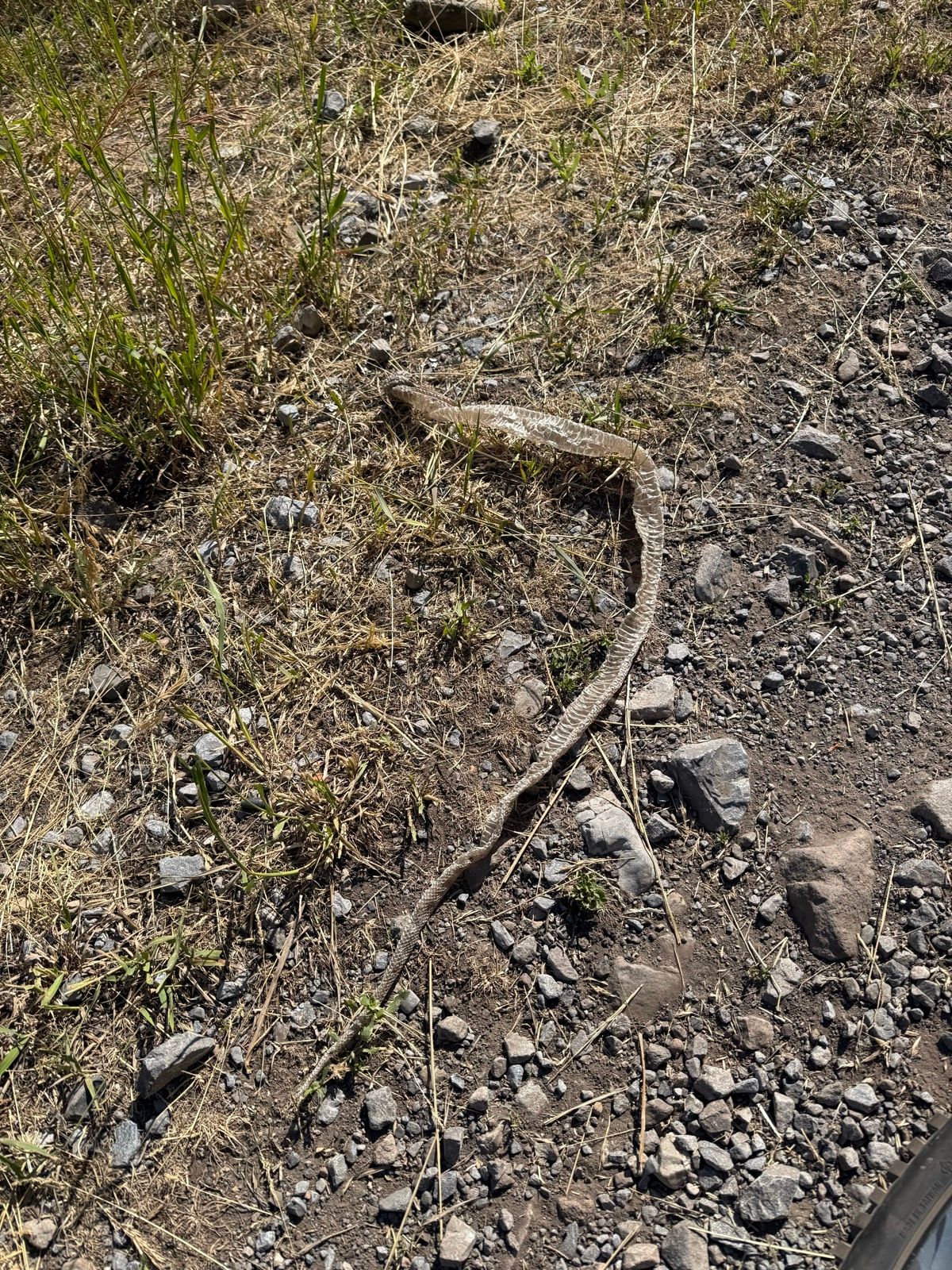 A snake resting on the ground amid gravel and dry grass in Providence Canyon, Utah.