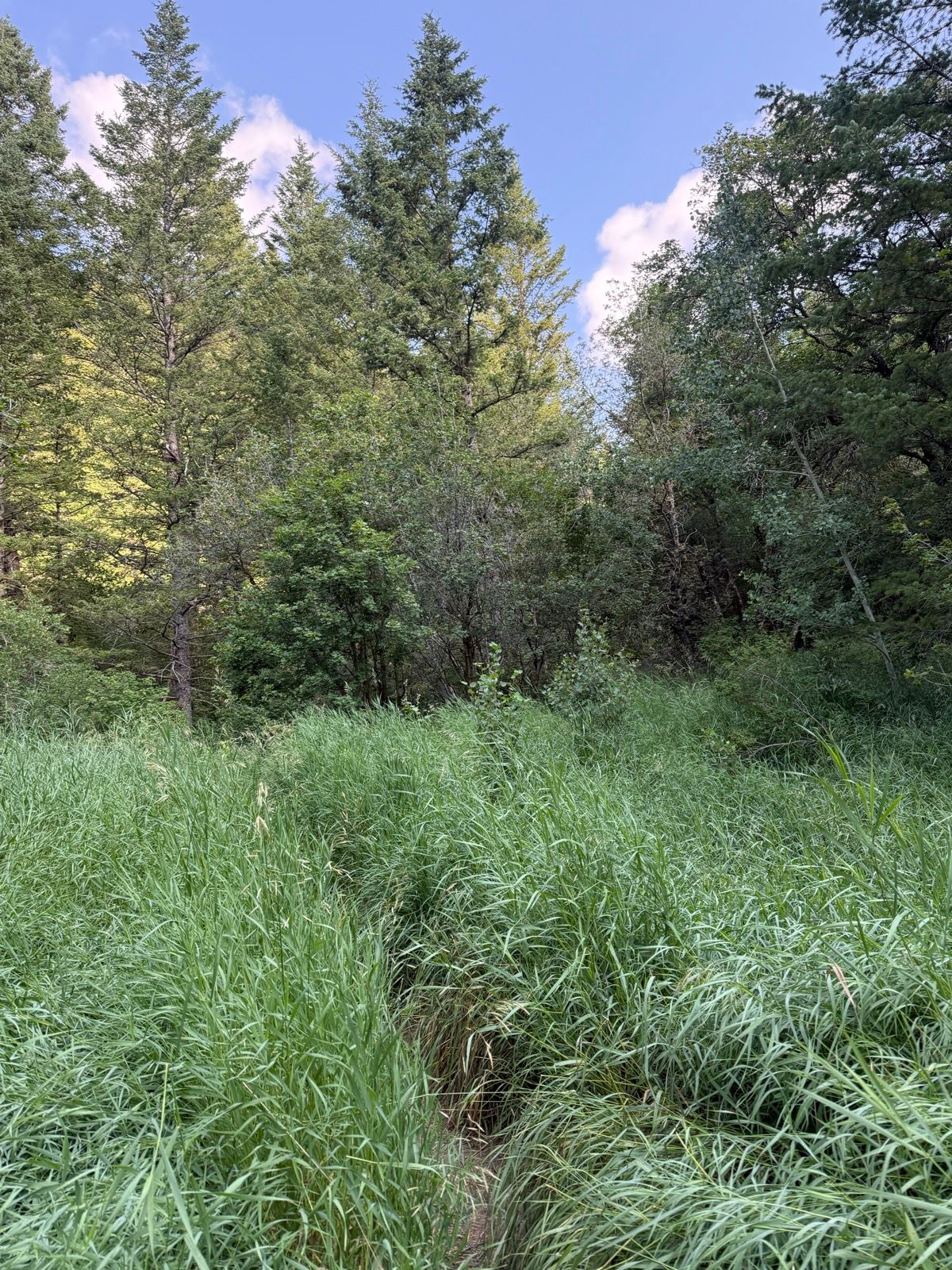 A dense, natural area in Green Canyon, Utah, featuring tall green grass and a variety of trees under a clear blue sky with some clouds.