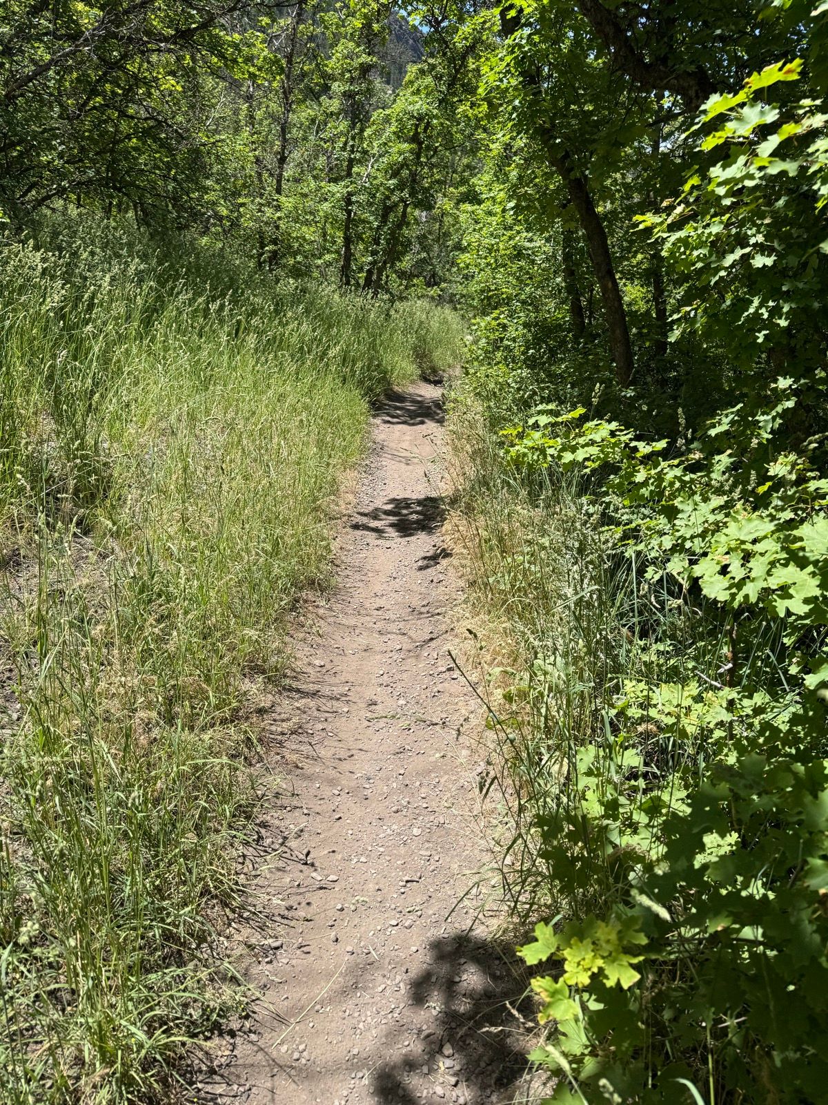 A narrow dirt path winds through greenery at Providence Canyon, Utah, with tall grasses and leafy trees lining both sides.