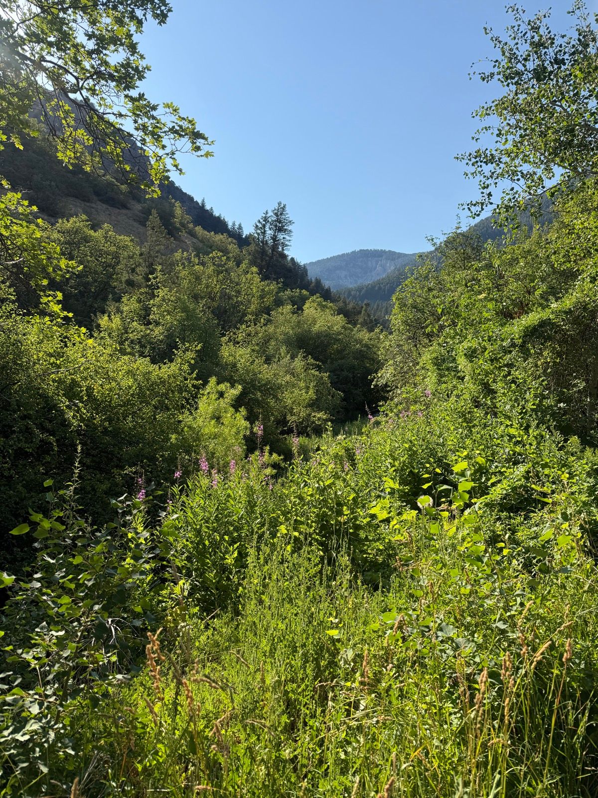 A lush green valley in Paradise, Utah, with dense vegetation including bushes and wildflowers. The scene is framed by mountain views under a clear blue sky.