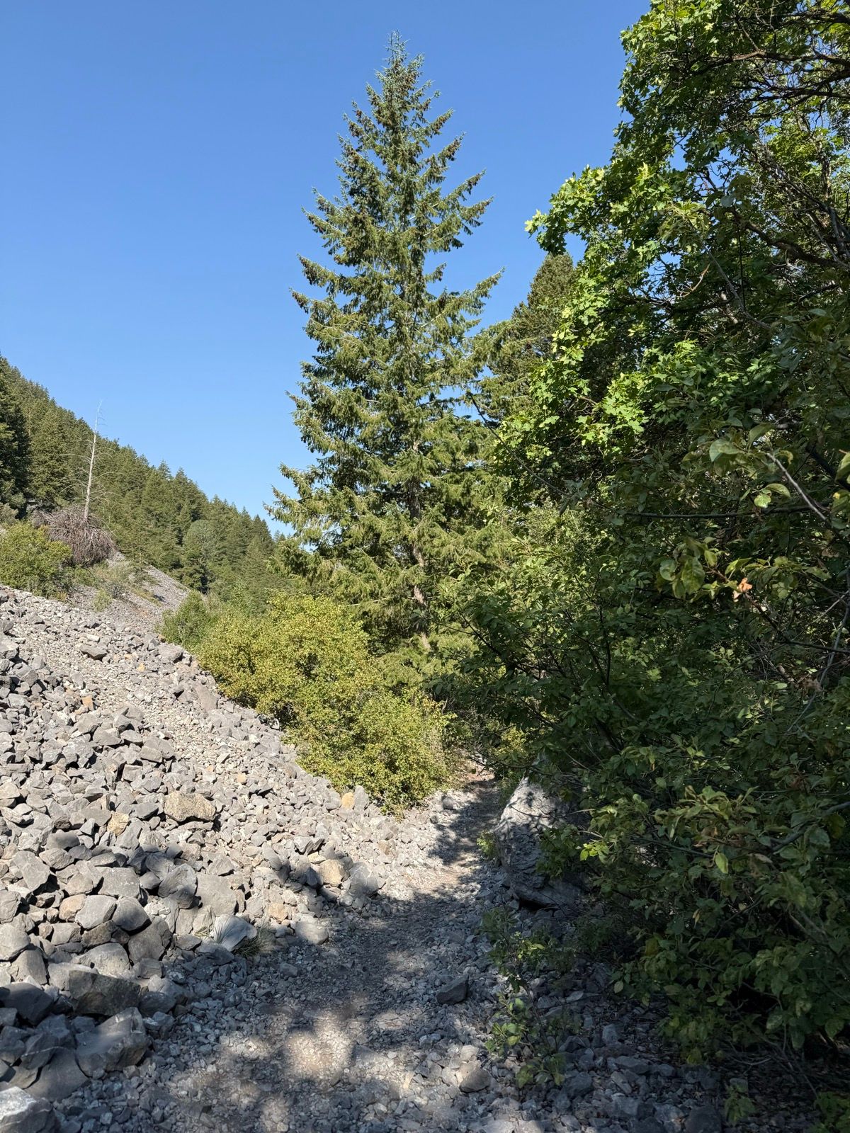 A narrow trail winding through Providence Canyon, Utah, flanked by rocky terrain and lush green foliage under a clear blue sky. A tall coniferous tree stands prominently on the left side of the path.