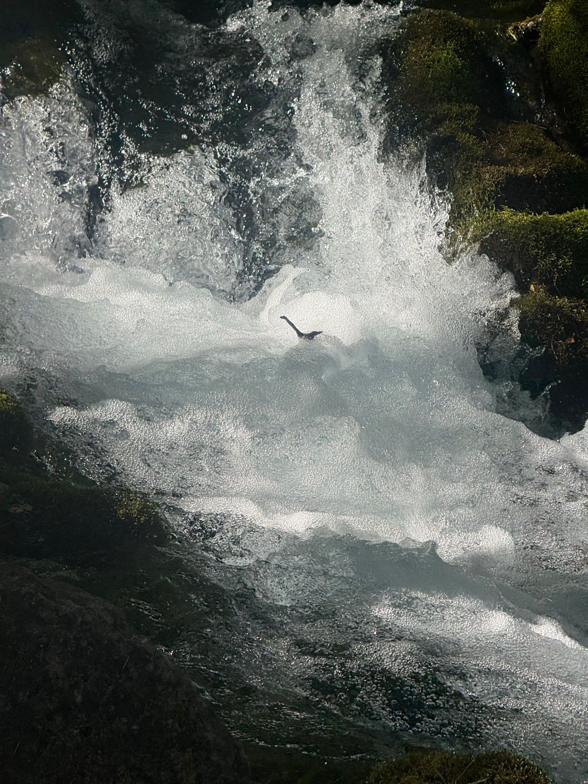 A close-up view of a rushing water stream in Paradise, Utah, with foamy waves and a rocky edge, surrounded by green moss.