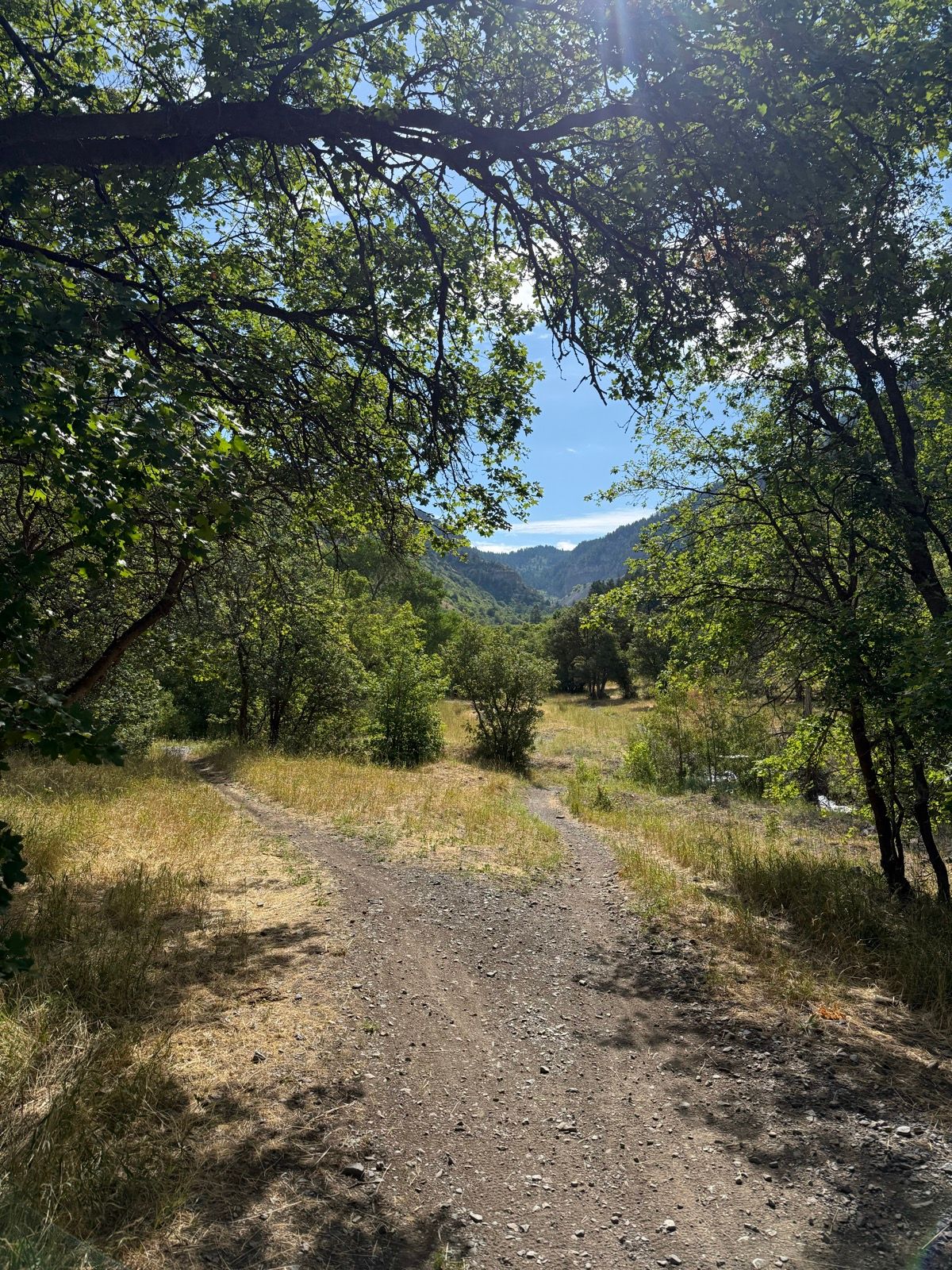 A dirt path forks through a sunlit meadow surrounded by greenery, leading to a mountainous area in Providence Canyon, Utah. Trees frame the scene with bright blue skies and distant hills visible in the background.