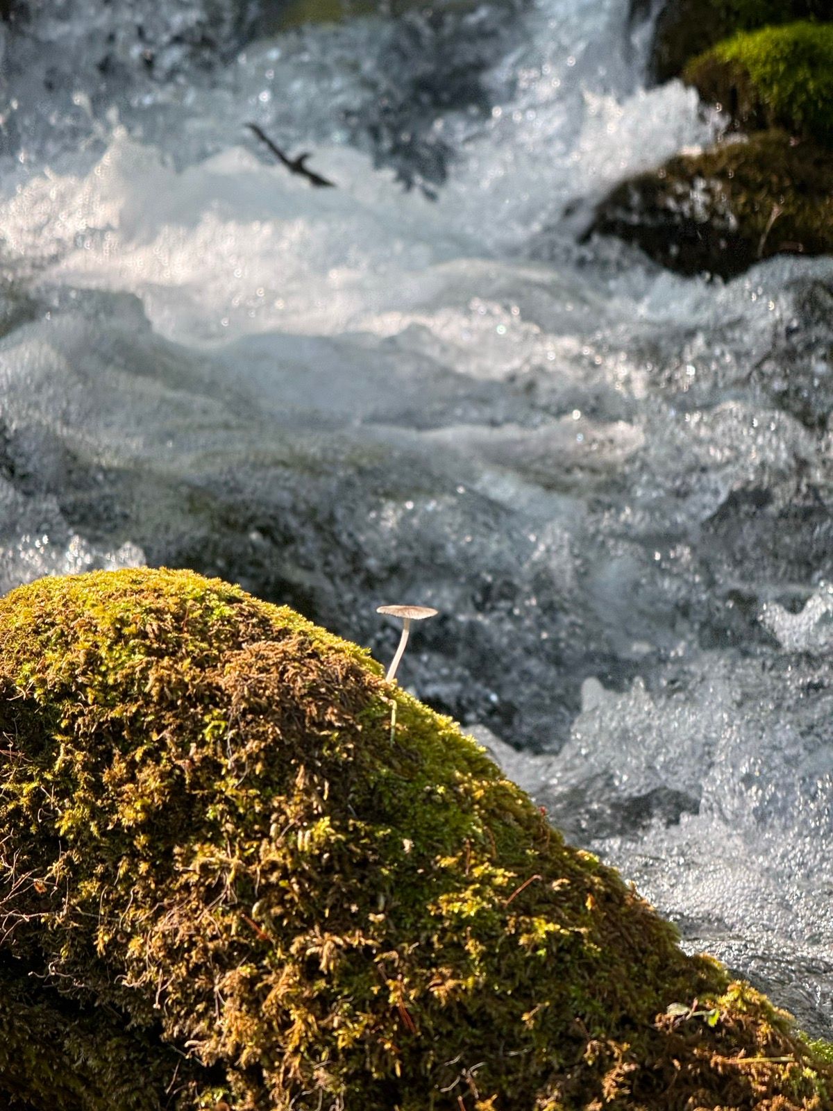 A close-up view of a moss-covered rock beside flowing water, featuring a small mushroom growing on top. The background shows rushing water with bubbles and splashes.