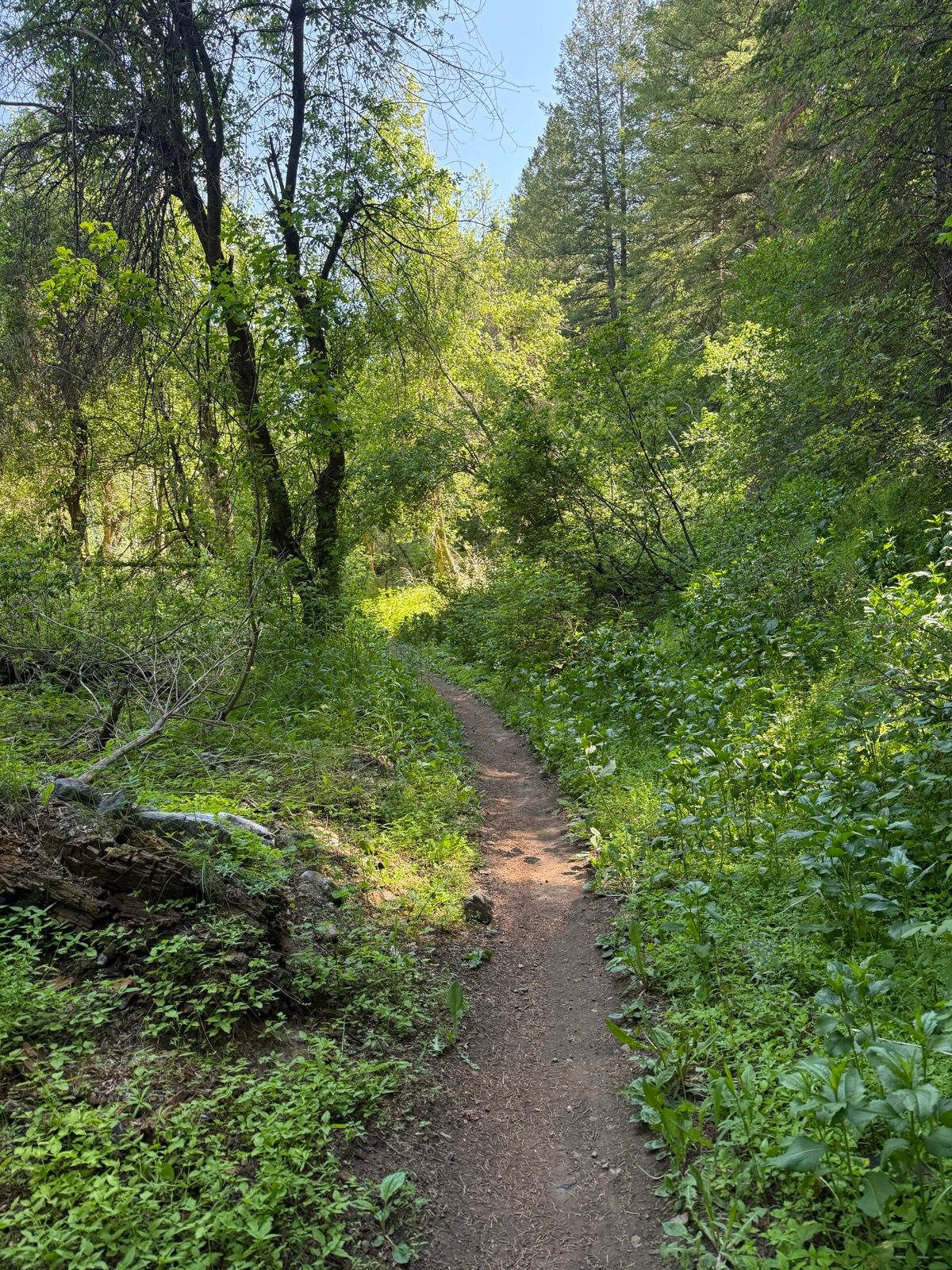 A narrow dirt path winds through a lush, green forest in Green Canyon, Utah, surrounded by tall trees and vibrant foliage under a clear blue sky.