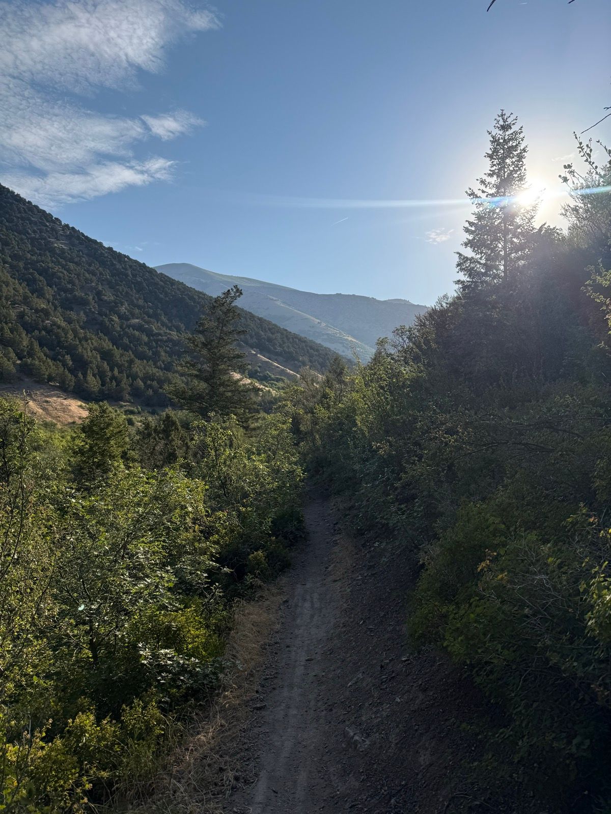 A sunlit dirt trail winding through green vegetation, surrounded by mountains under a clear blue sky in Providence Canyon, Utah.