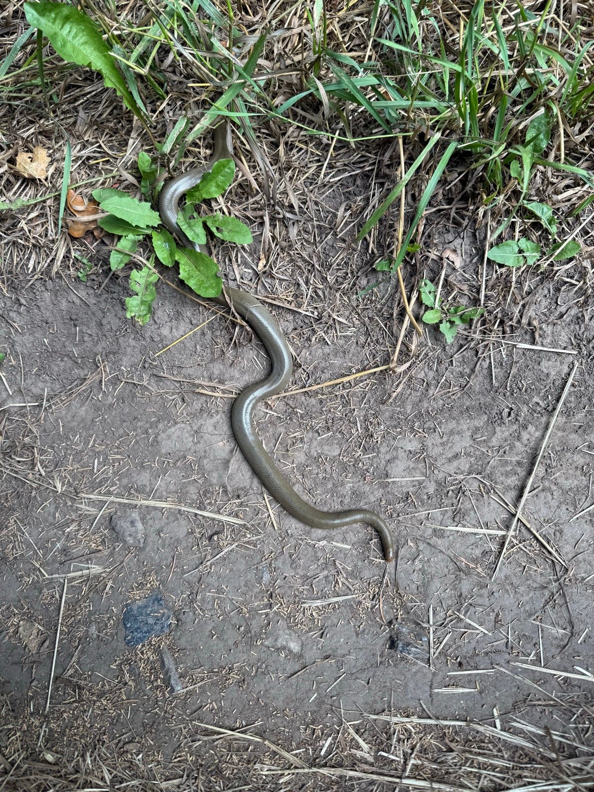 A slender snake is resting on the ground among some grass and green leaves in Green Canyon, Utah. The soil is dry with scattered bits of straw and small rocks.