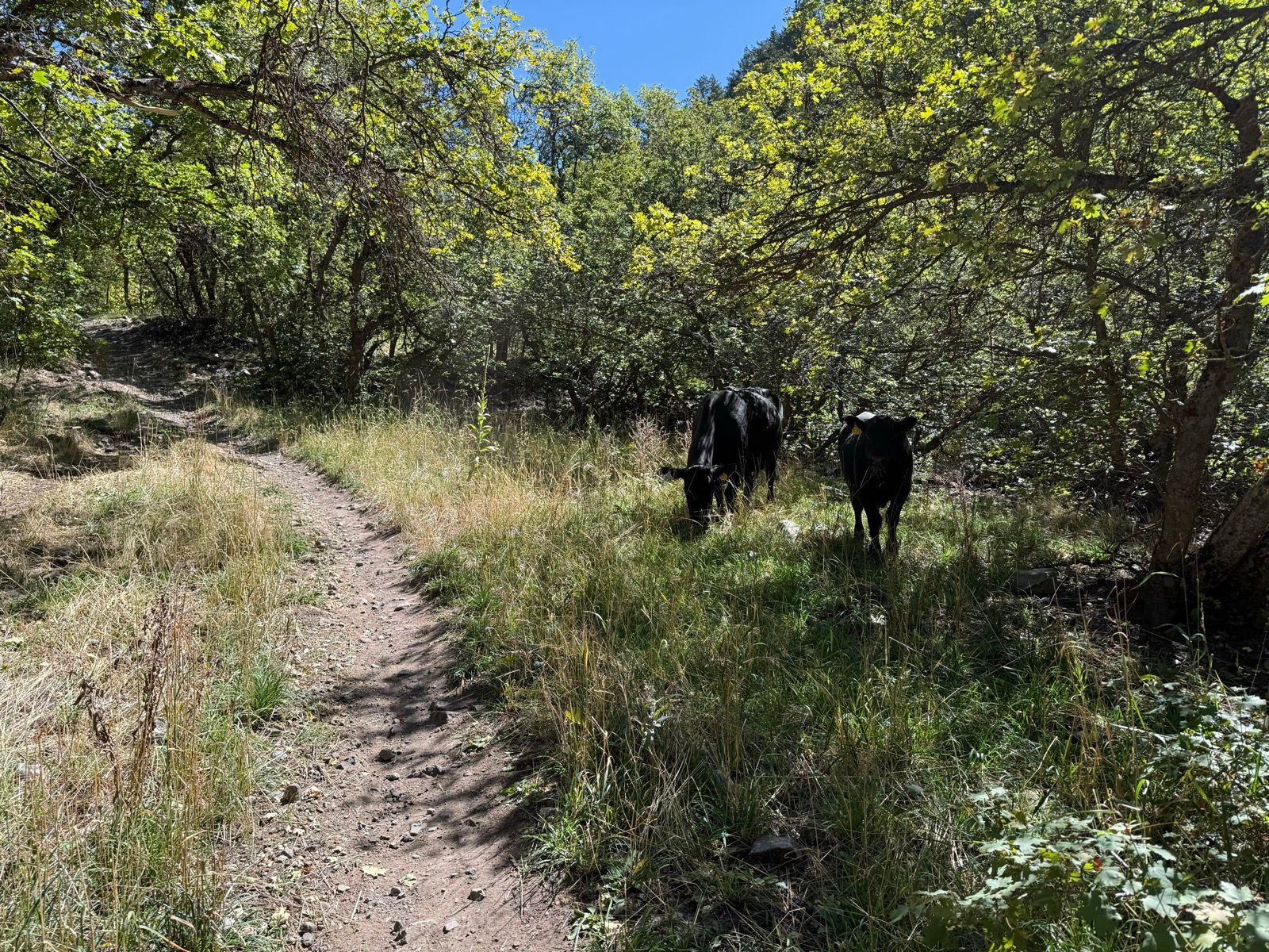A dirt path winds through tall grass and trees at Providence Canyon, Utah, with two black cows grazing nearby. The scene is bright and sunny, showcasing a lush, green landscape.