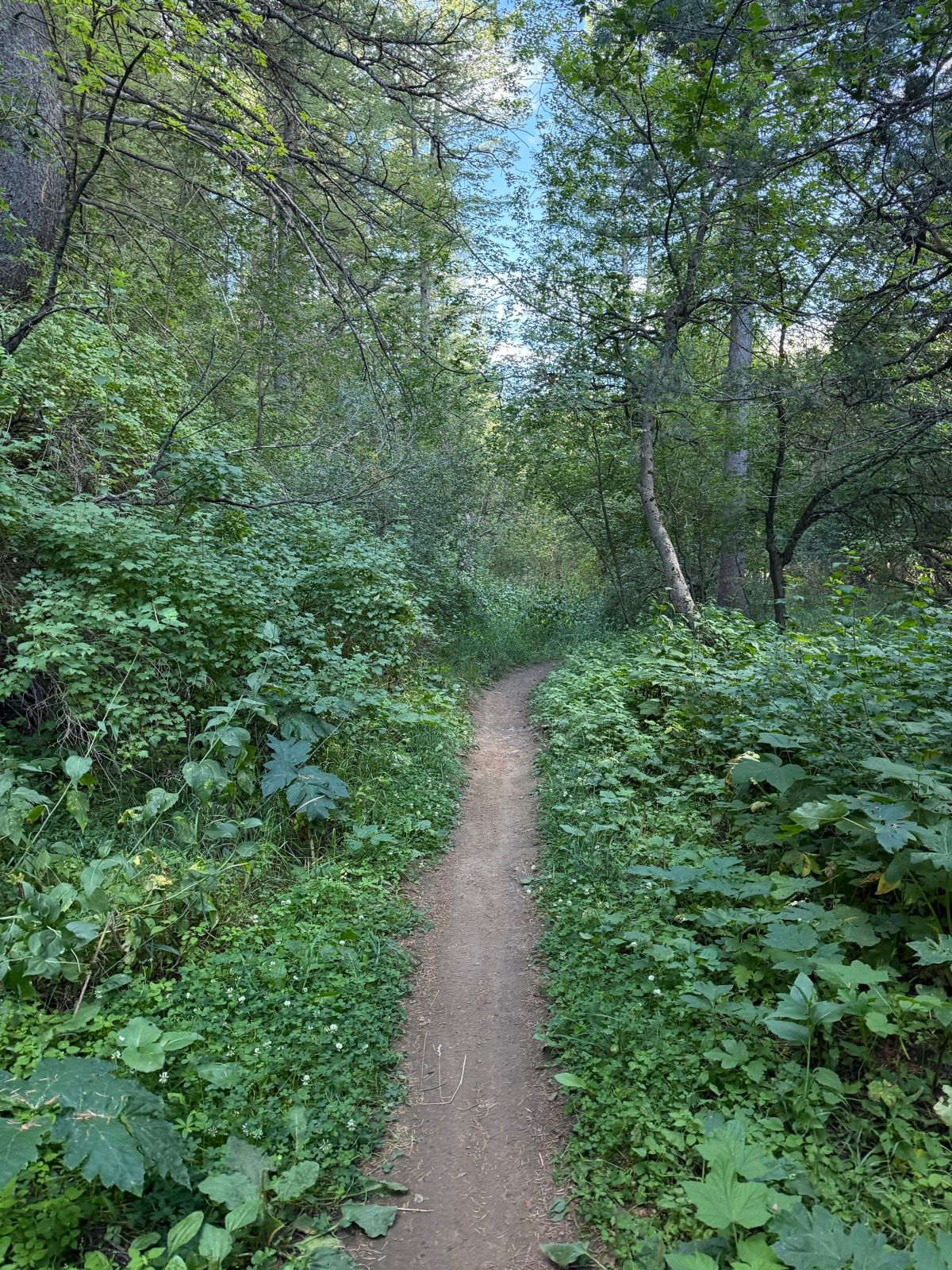 A narrow dirt path winds through lush greenery in Green Canyon, Utah, surrounded by tall trees and dense underbrush under a clear sky.