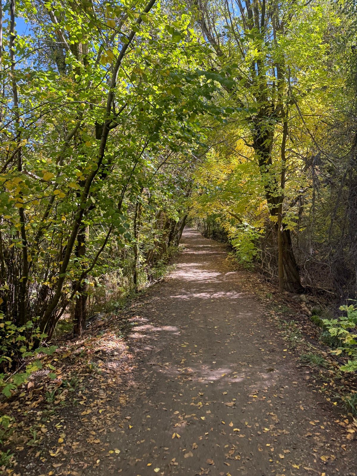 A dirt path surrounded by trees with green and yellow leaves in Paradise, Utah, on a sunny day.
