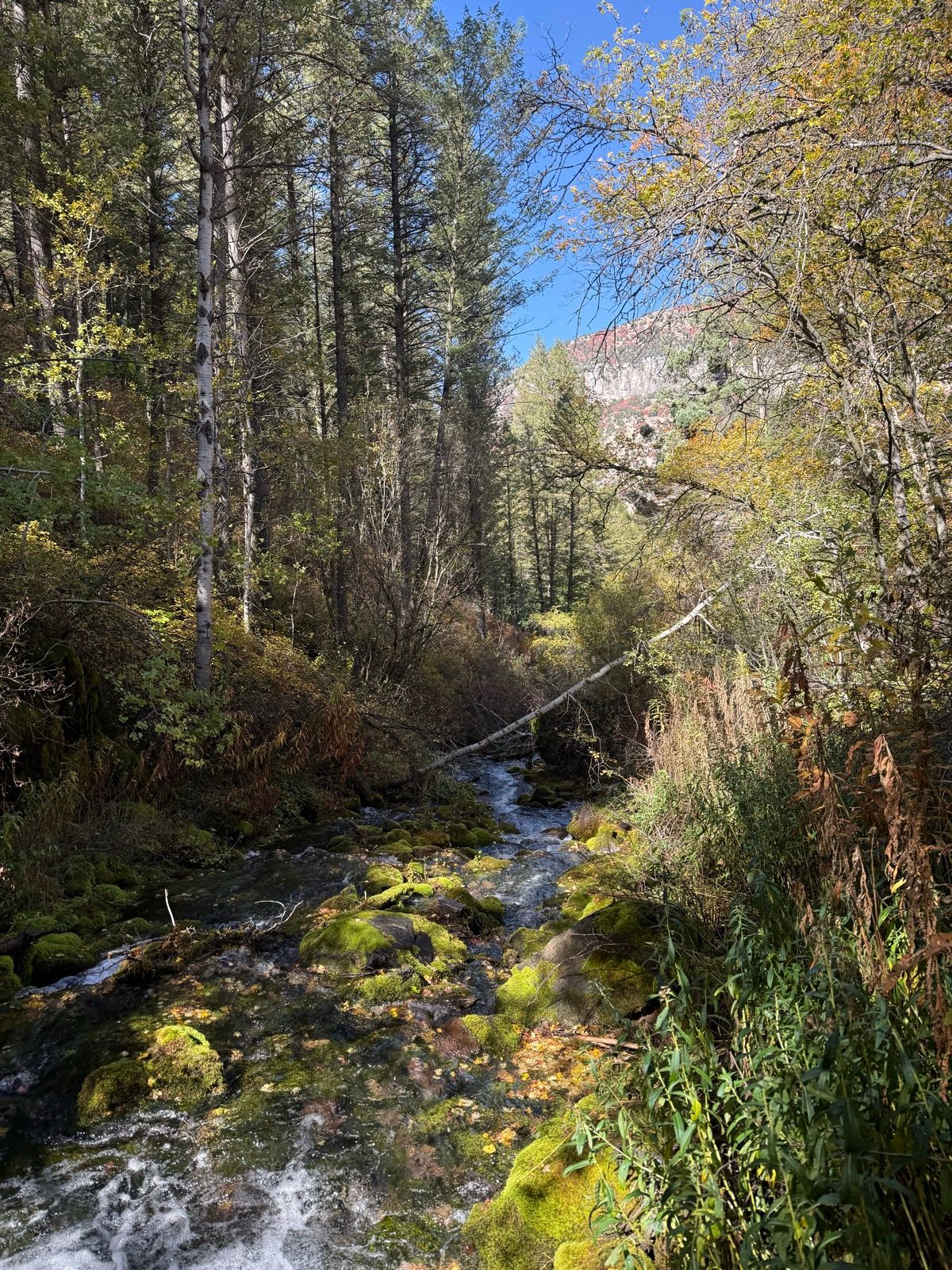 A flowing stream surrounded by tall trees and lush greenery in Paradise, Utah. The water is clear and some rocks are covered in moss, with hints of autumn foliage in the background. The sky is blue with a few scattered clouds.