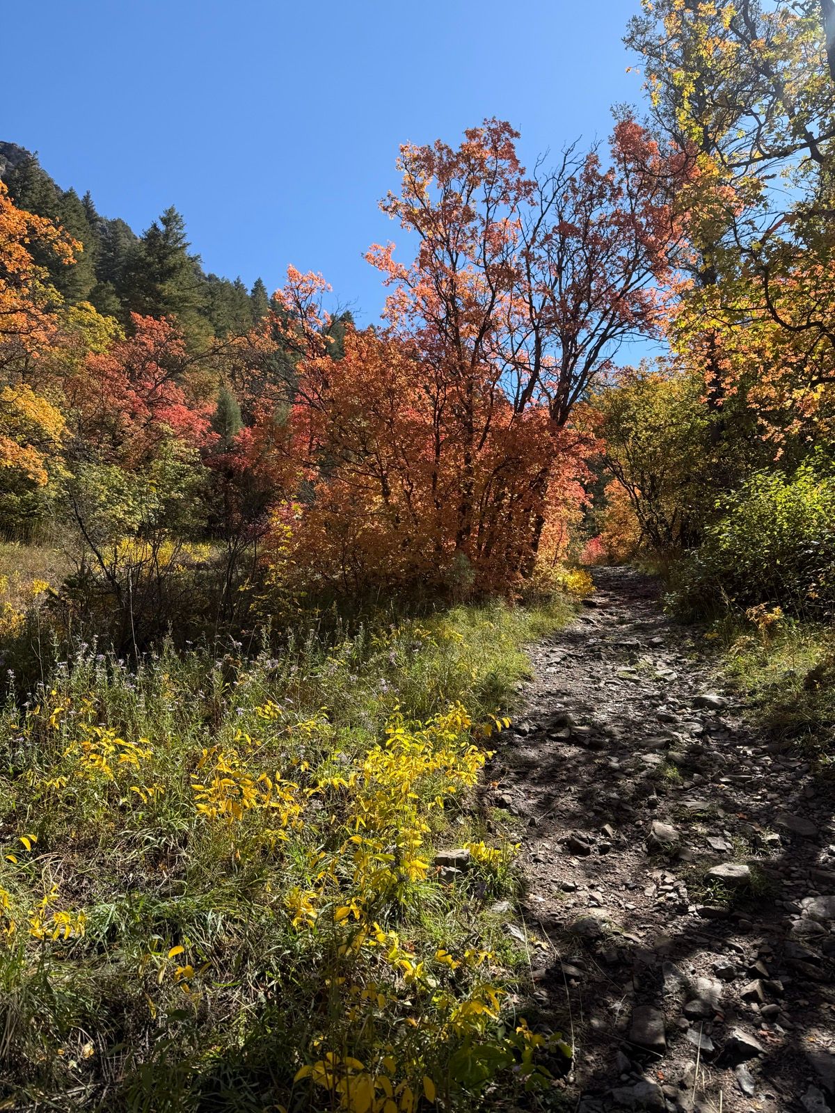 A scenic pathway in Paradise, Utah, surrounded by vibrant fall foliage. The path is lined with colorful trees displaying shades of orange and yellow, beneath a clear blue sky. Green grass and wildflowers can be seen along the edges of the rocky trail.
